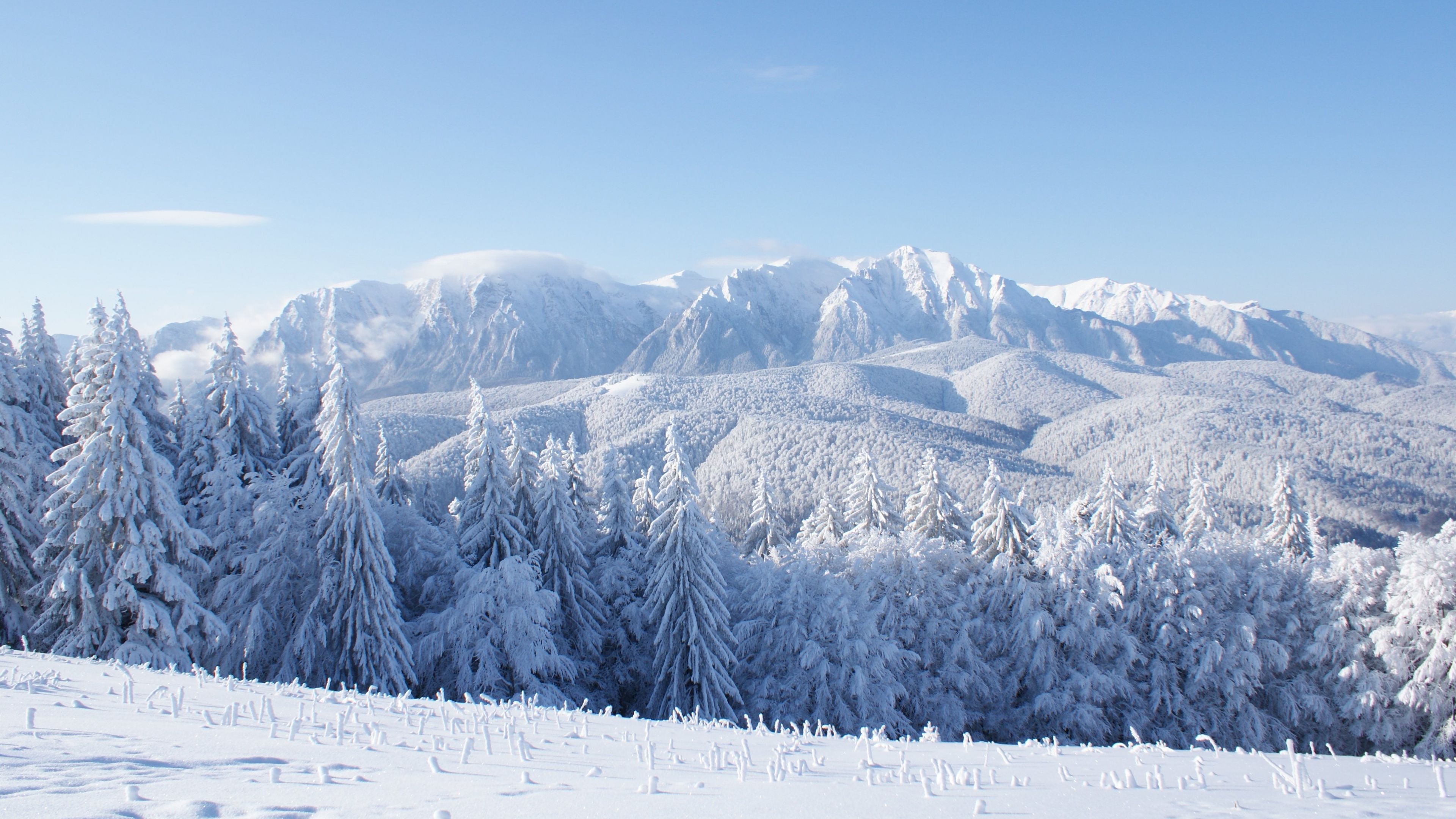 Montagne innevate e abeti, 3840x2160 4K Ultra HD, Monitor 4K