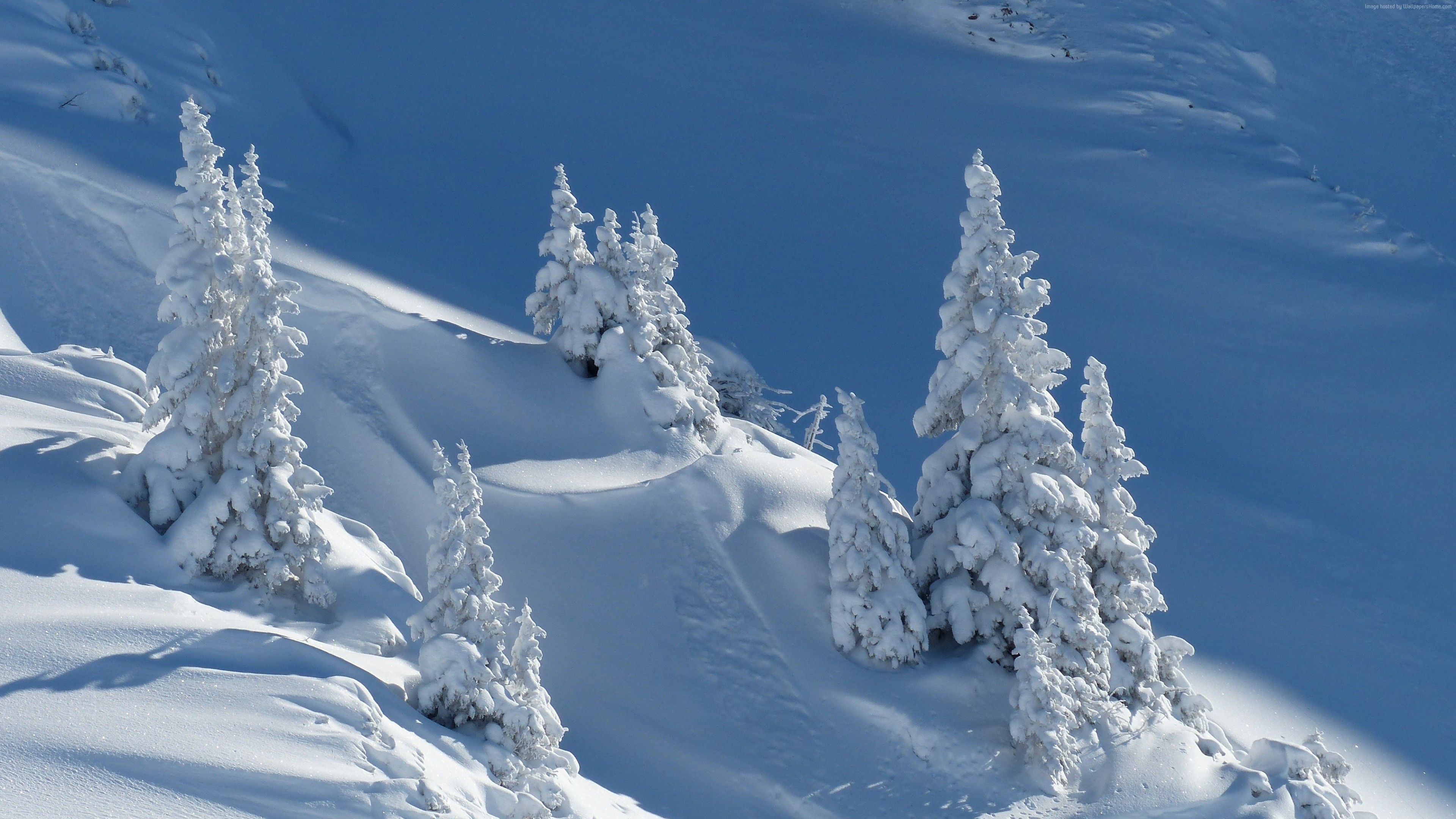 Abeti innevati su pendio, 3840x2160 4K Ultra HD, Monitor 4K