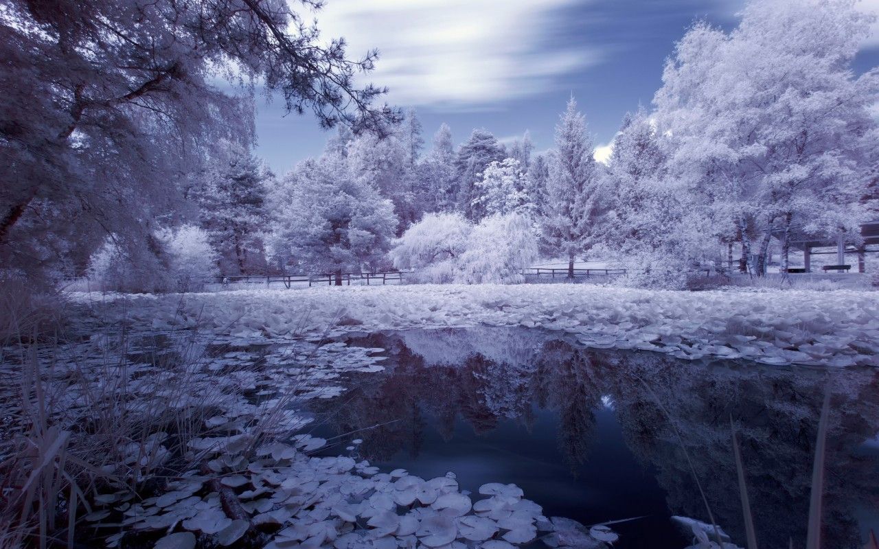 Laghetto innevato con alberi bianchi, 1280x800 720p, PC
