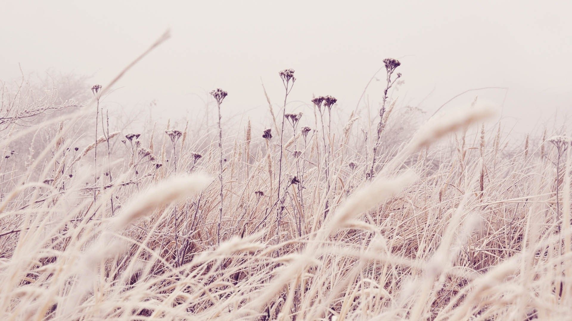 Erba innevata inverno, 1920x1080 Full HD 1080p, PC Desktop