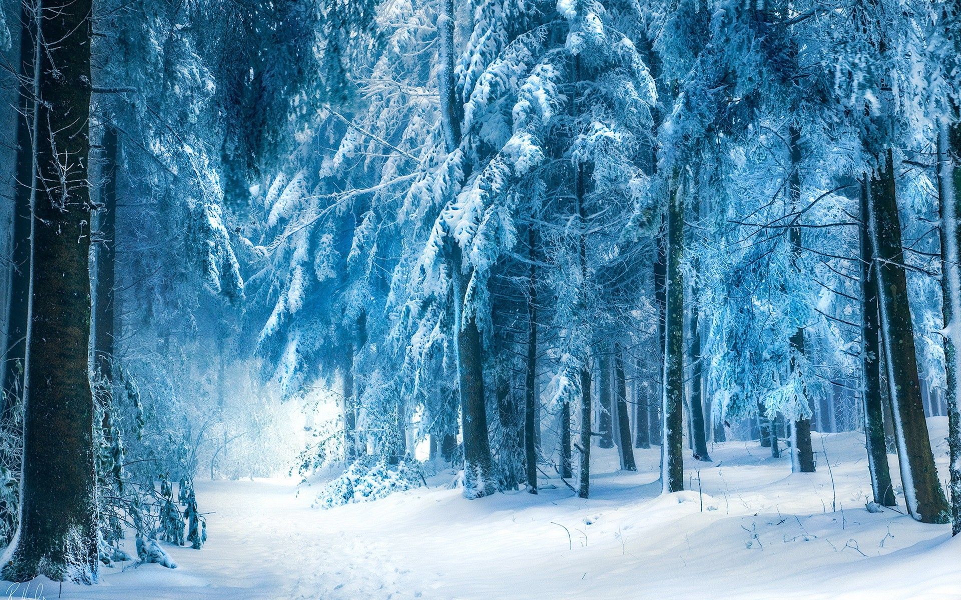 Foresta innevata invernale, 1920x1200 Full HD+ WUXGA, Desktop