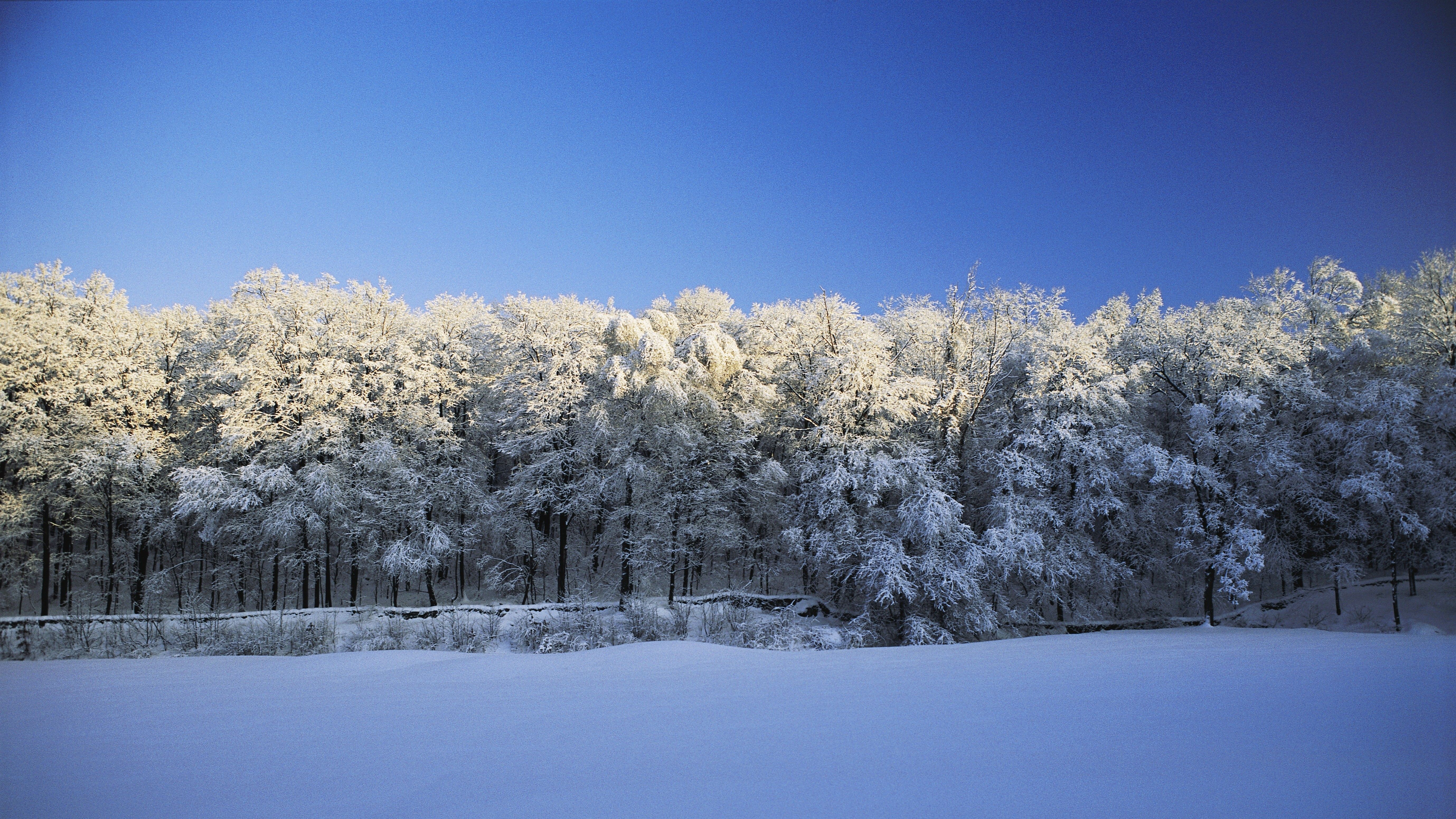 Alberi innevati sotto cielo blu, 5515x3102 4K Ultra HD, Monitor 4K