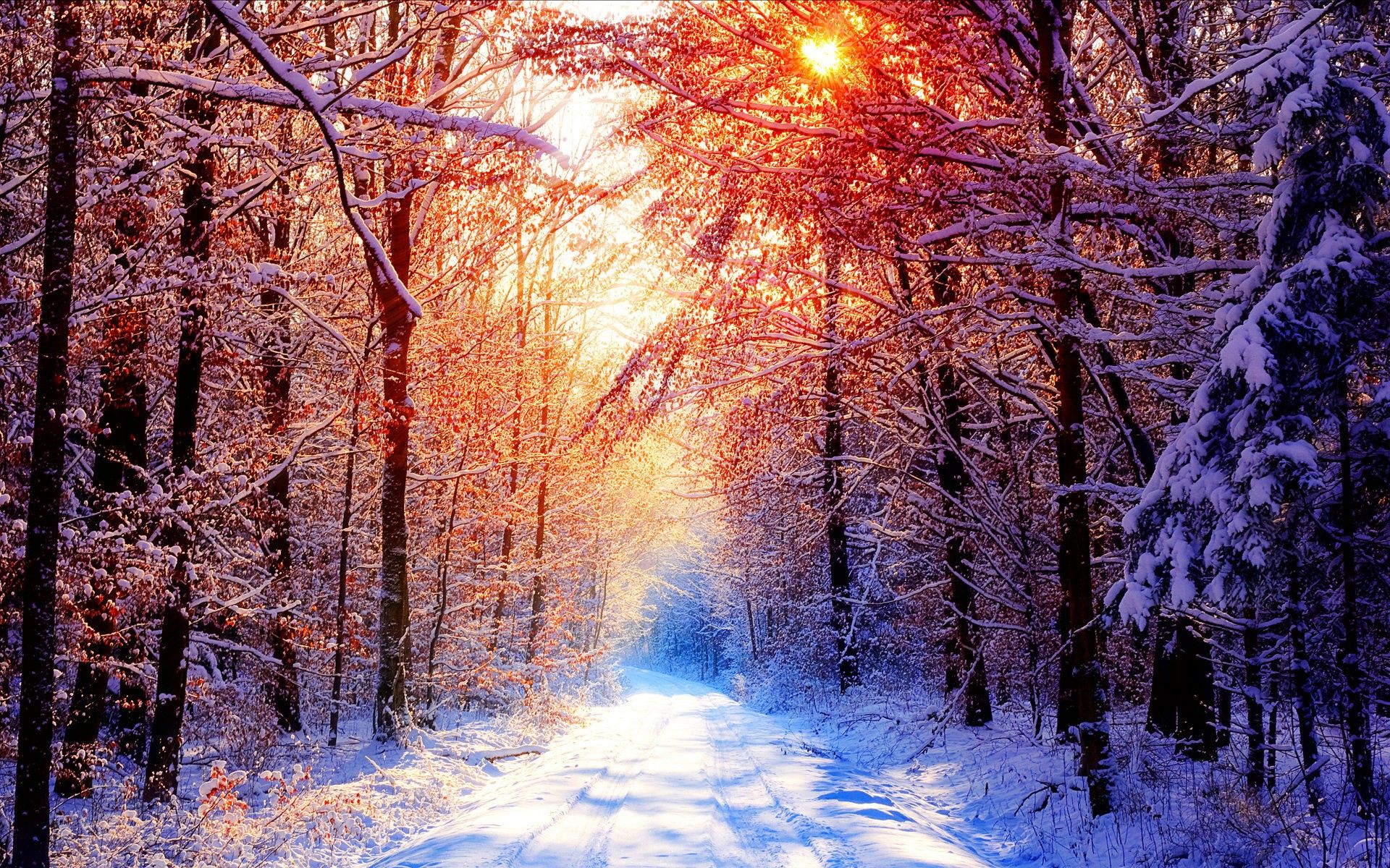 Foresta innevata con sole, 1920x1200 WUXGA, PC