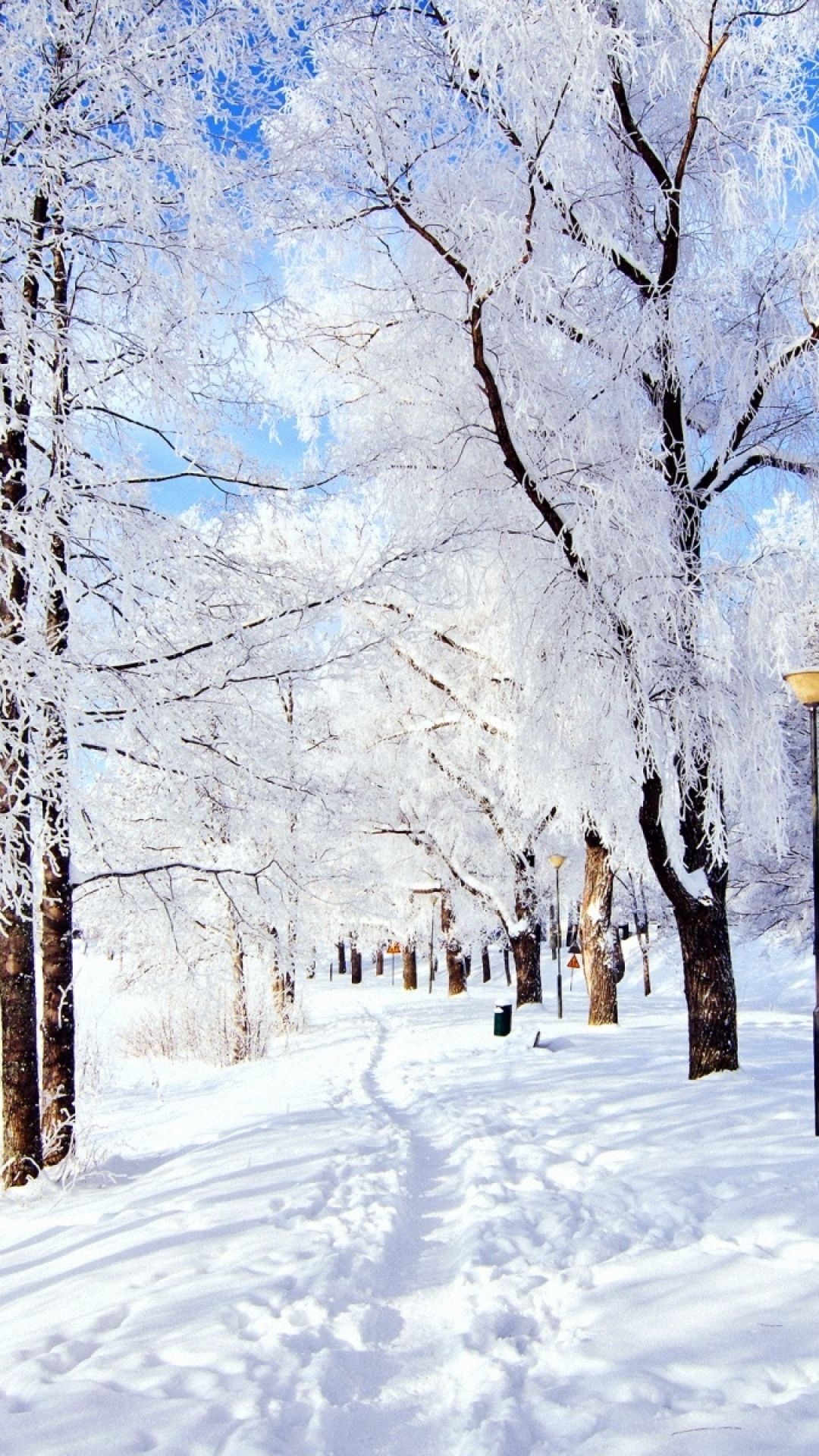 Alberi innevati sentiero inverno, 1080x1920 Verticale, Telefono