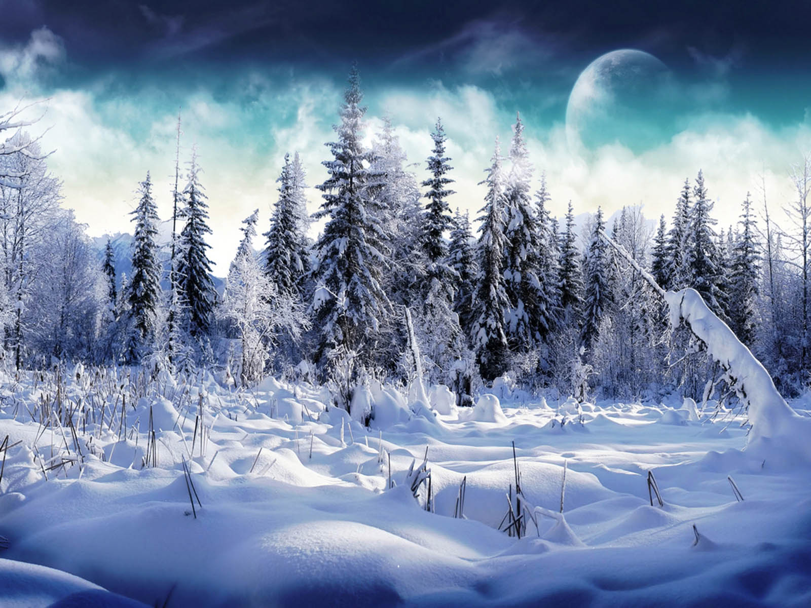 Foresta innevata con abeti, 1600x1200 900p, Laptop