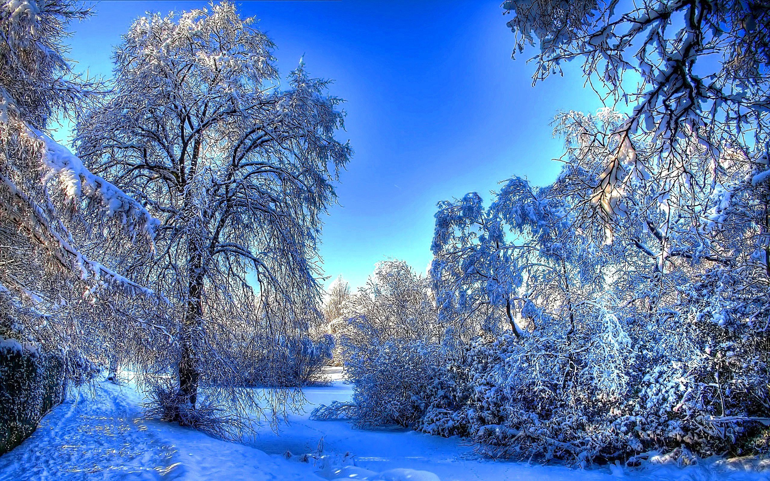 Alberi innevati paesaggio invernale, 2560x1600 WQXGA, Desktop