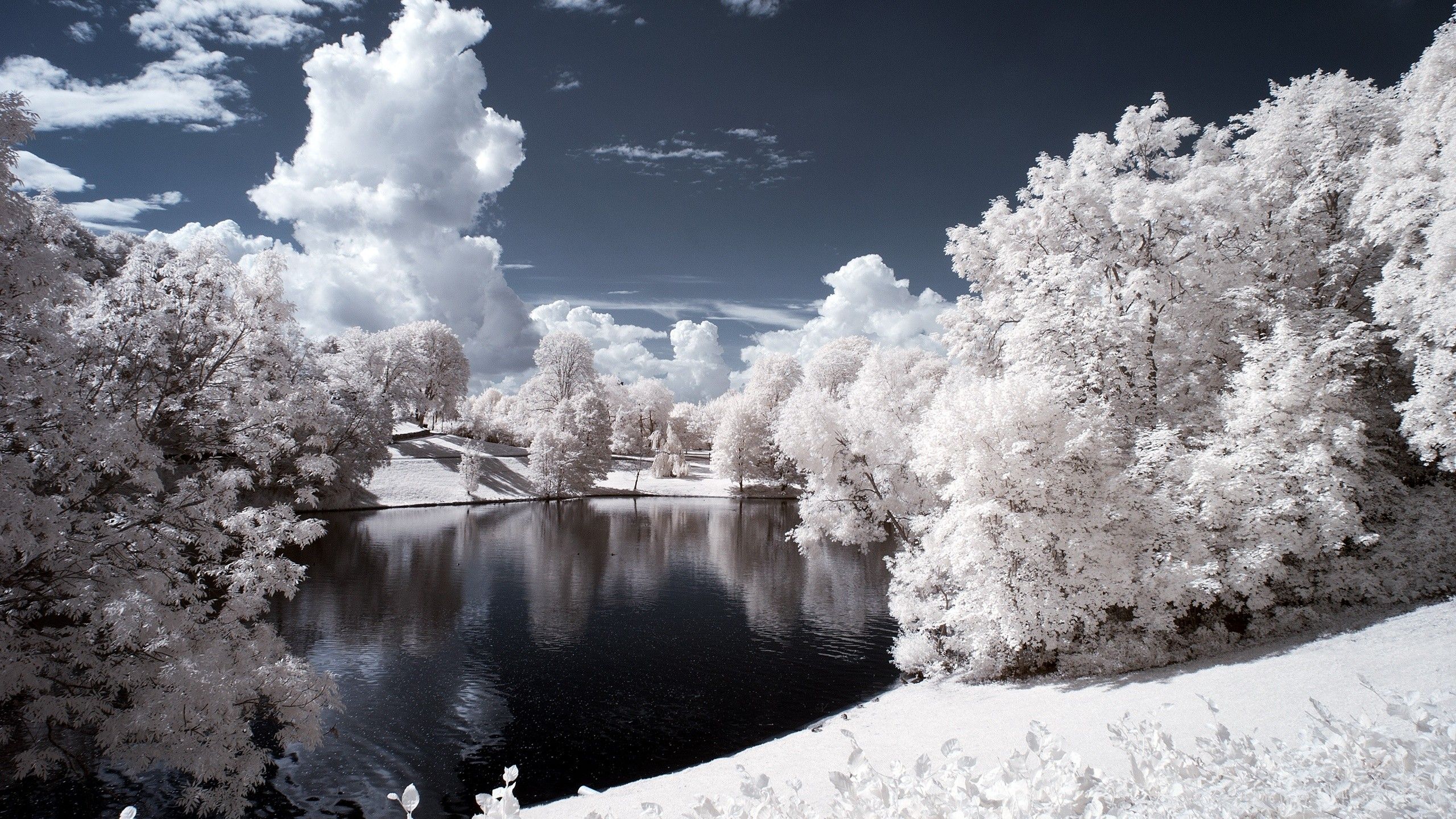 Fiume tra alberi innevati, 2560x1440 QHD, Laptop