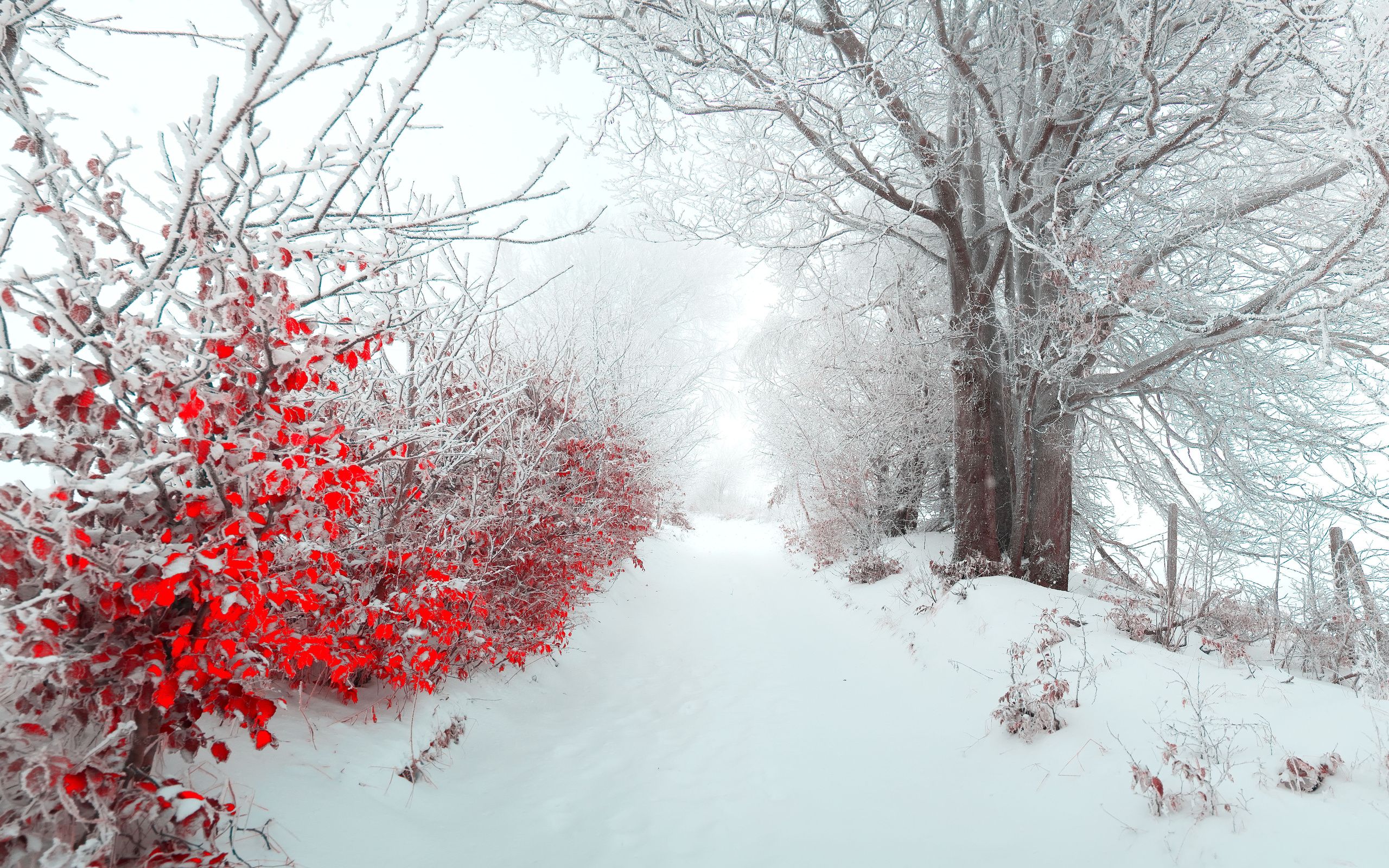 Sentiero innevato con bacche rosse, 2560x1600 2K, PC