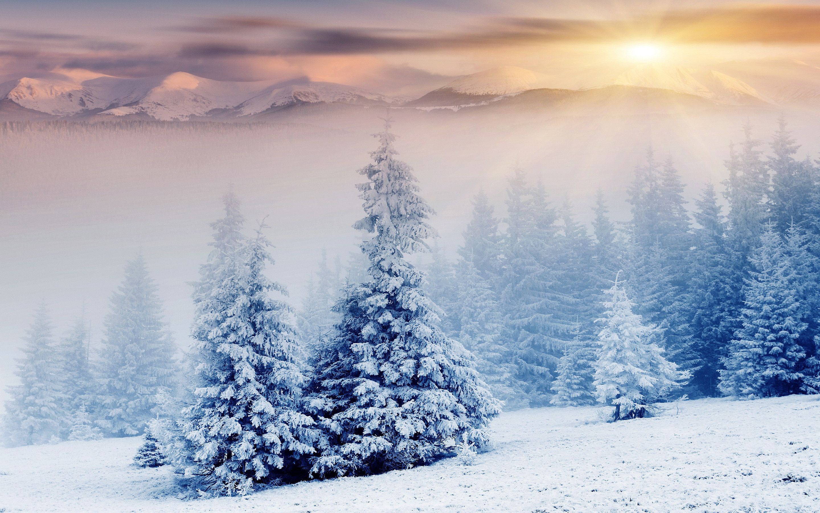 Alberi innevati al tramonto, 2880x1800 WQXGA, PC