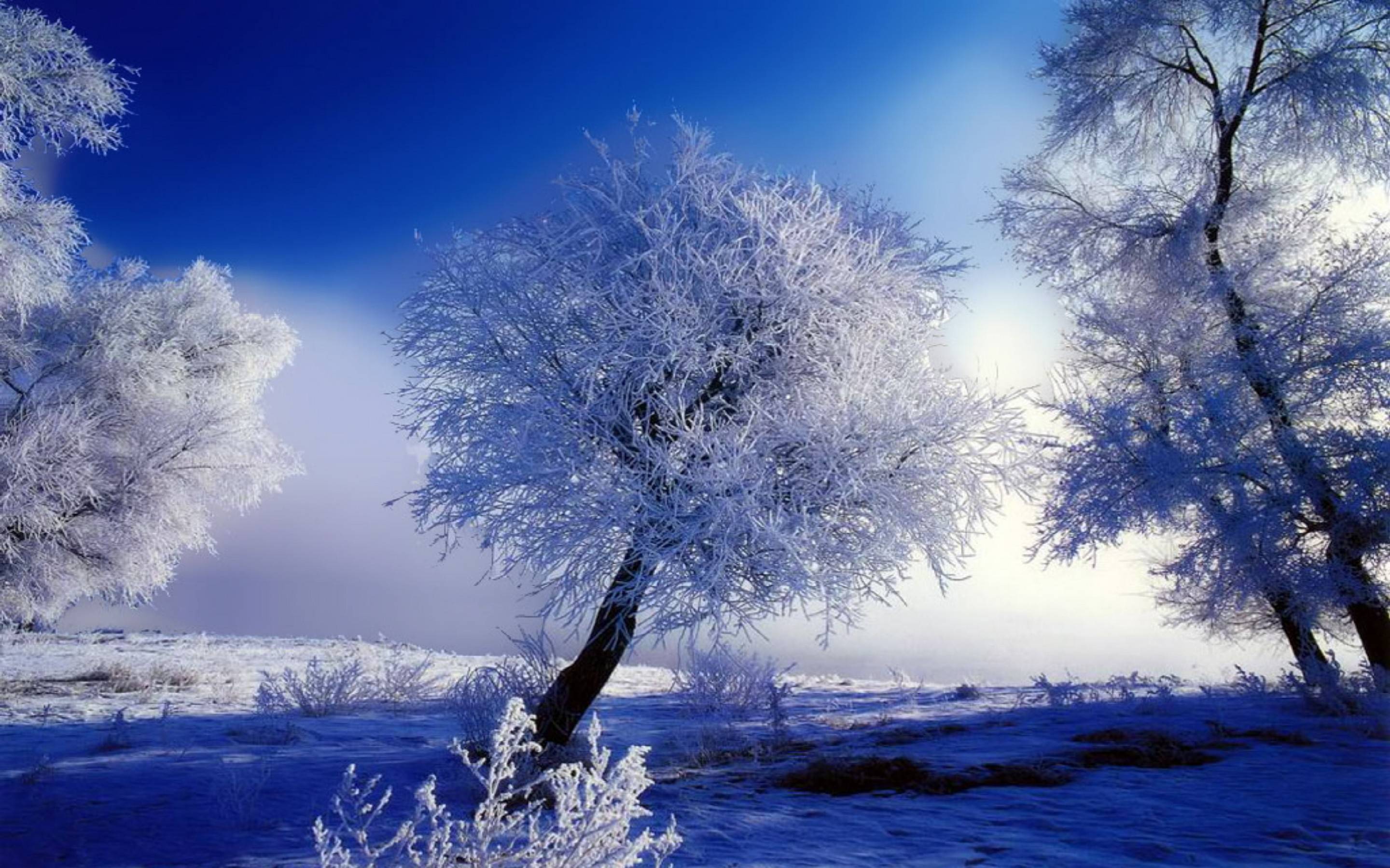 Alberi innevati cielo blu, 2880x1800 WQXGA, PC