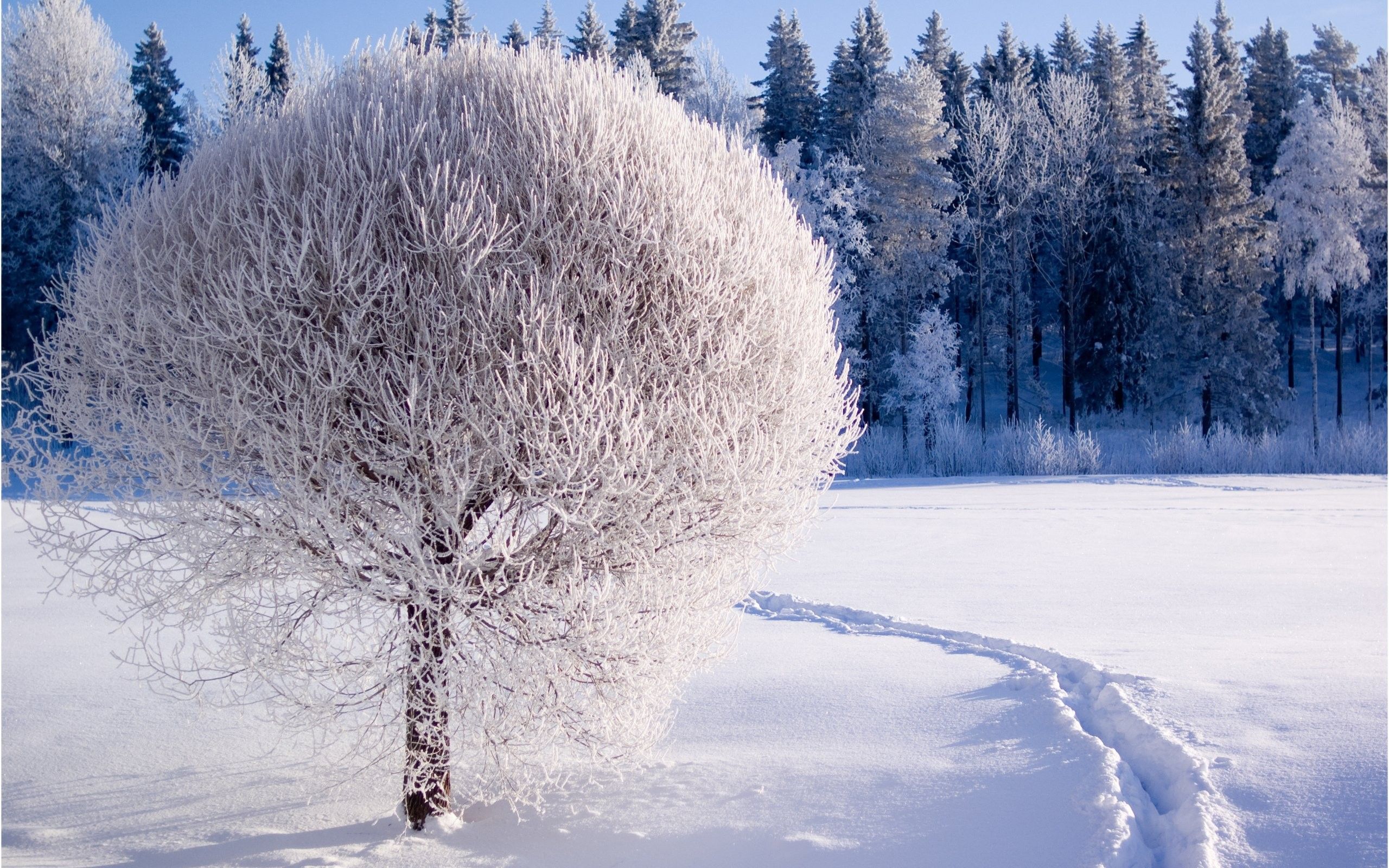 Albero innevato in campo, 2560x1600 2K+, Desktop