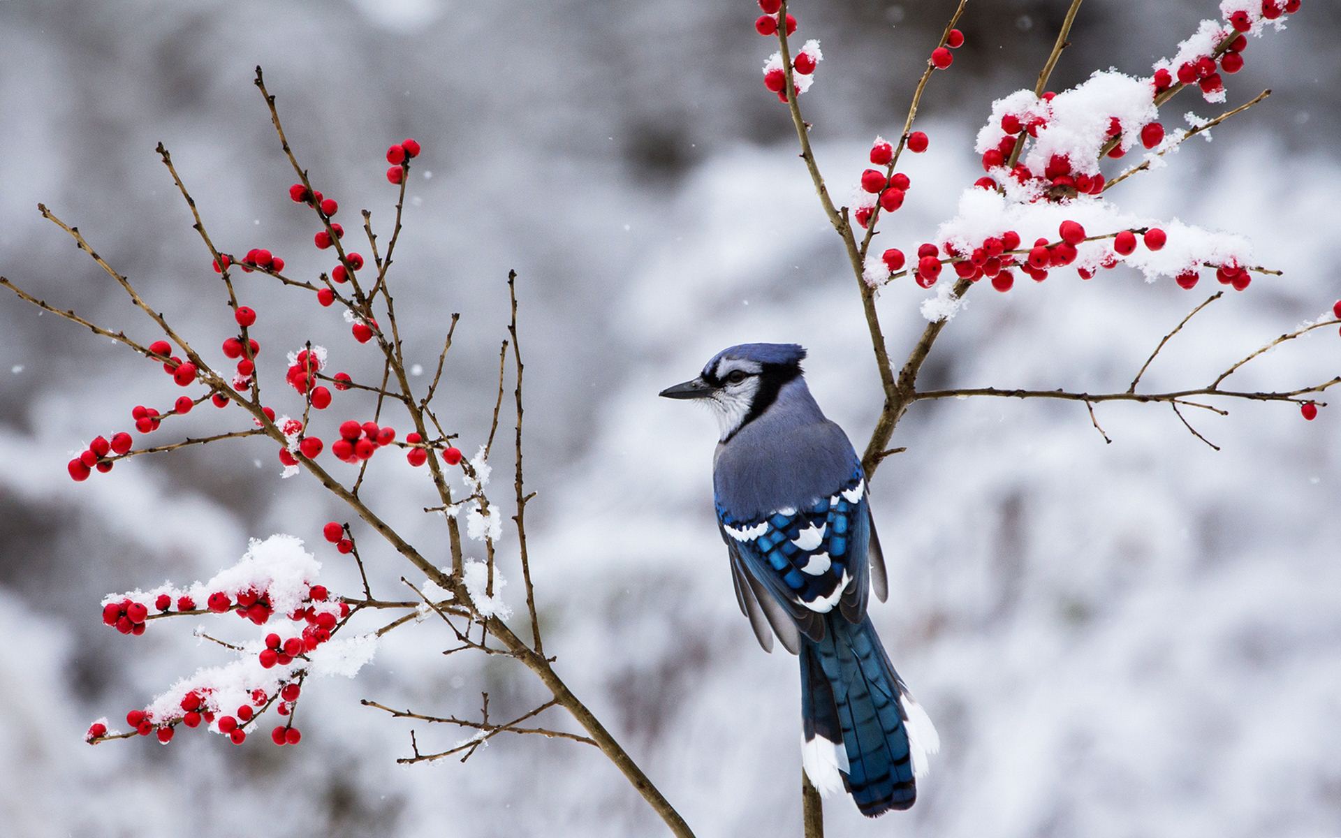Ghiandaia azzurra su ramo innevato, 1920x1200 Full HD+, PC Desktop
