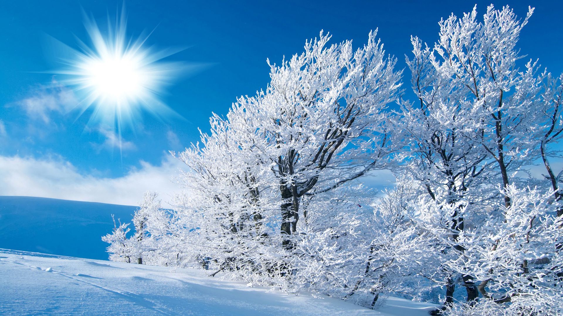 Alberi innevati con sole, 1920x1080 1080p, Desktop