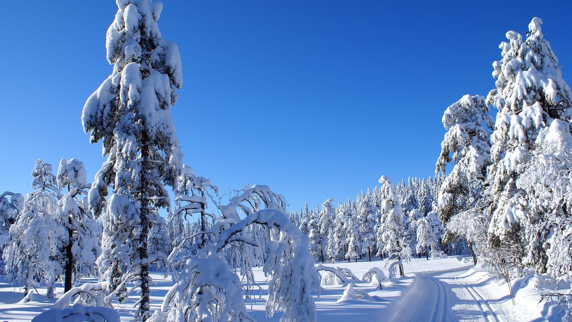 Foresta innevata cielo azzurro, 1920x1080 Full HD 1080p, PC Desktop