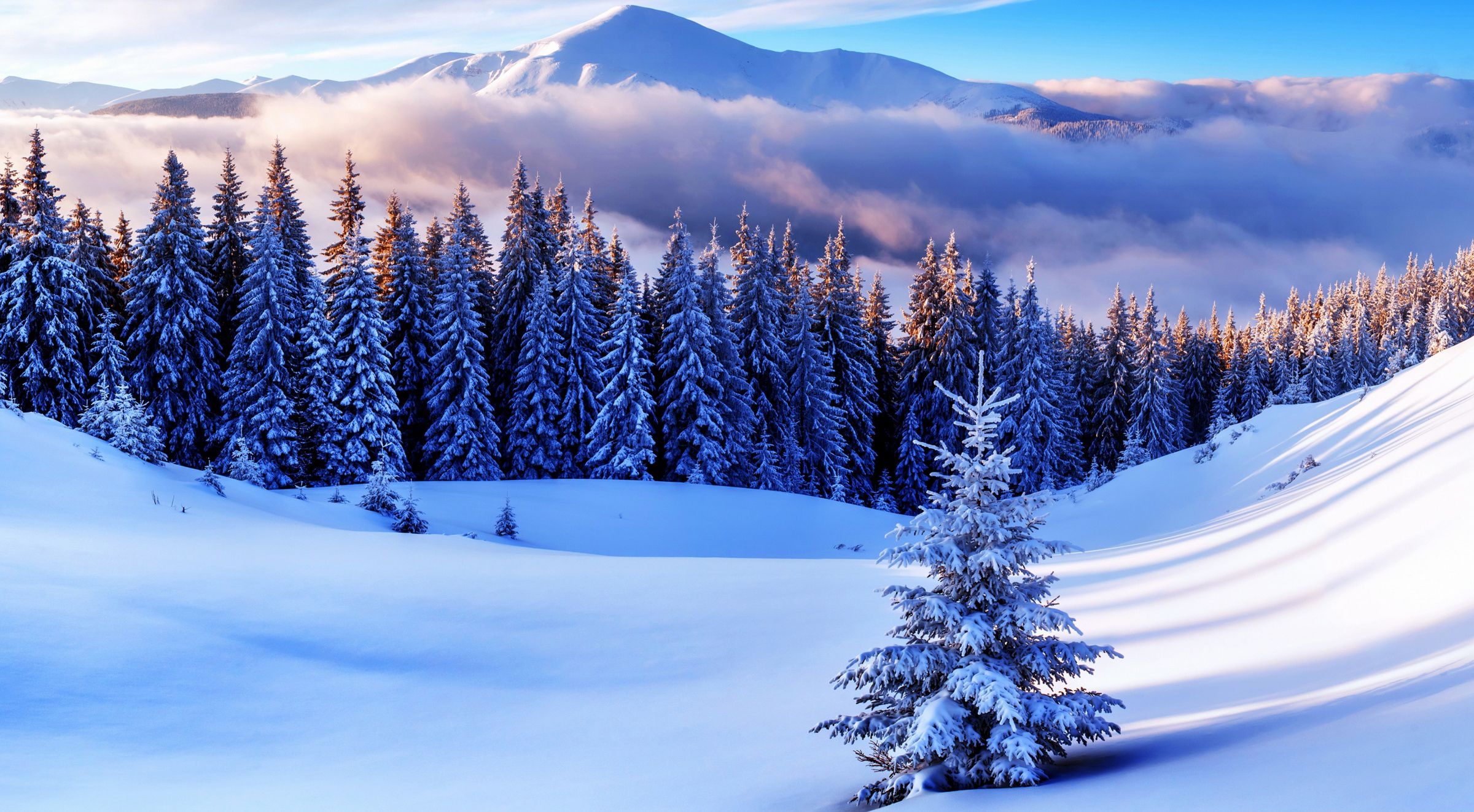 Montagna innevata con abeti, 2400x1323 Hi-Res, Laptop