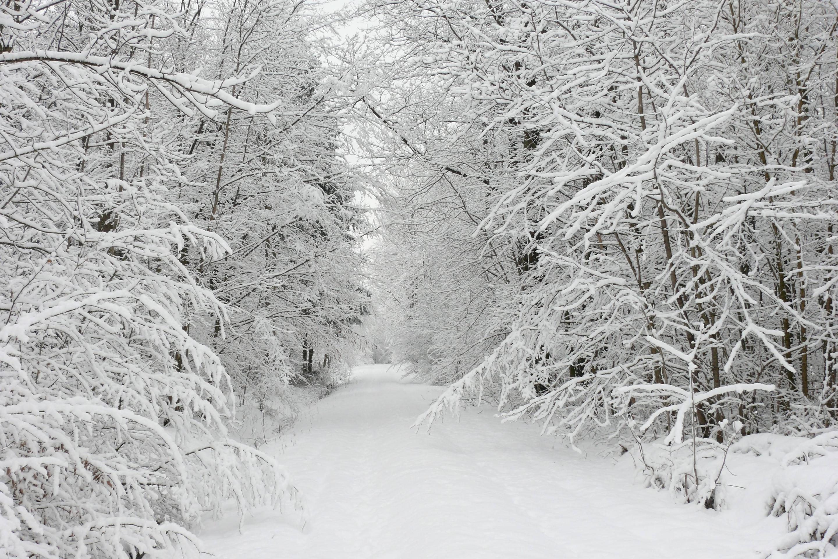 sentiero innevato nel bosco, 2880x1920 2K+, PC