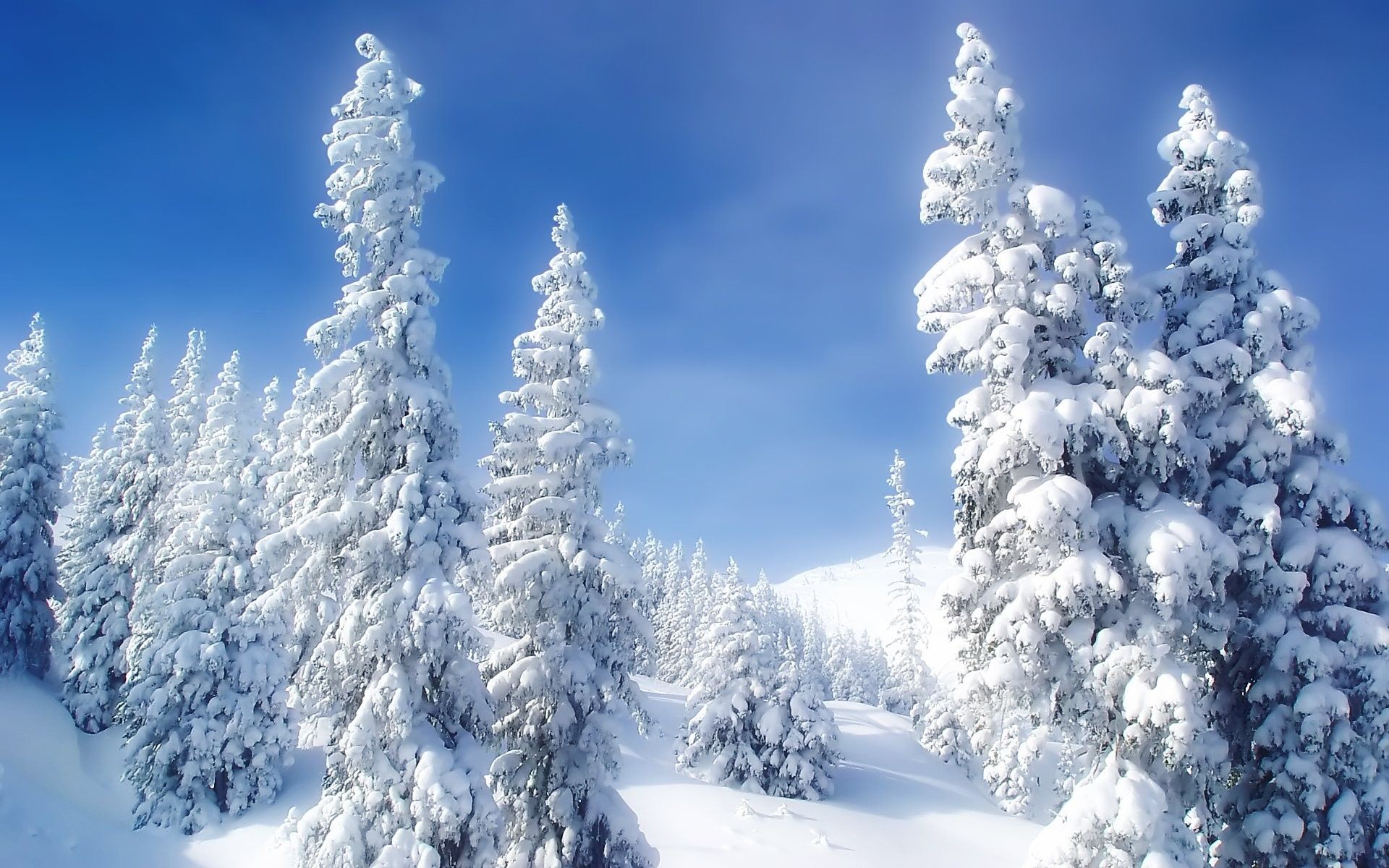 Abeti innevati montagna, 1920x1200 Full HD+, Desktop