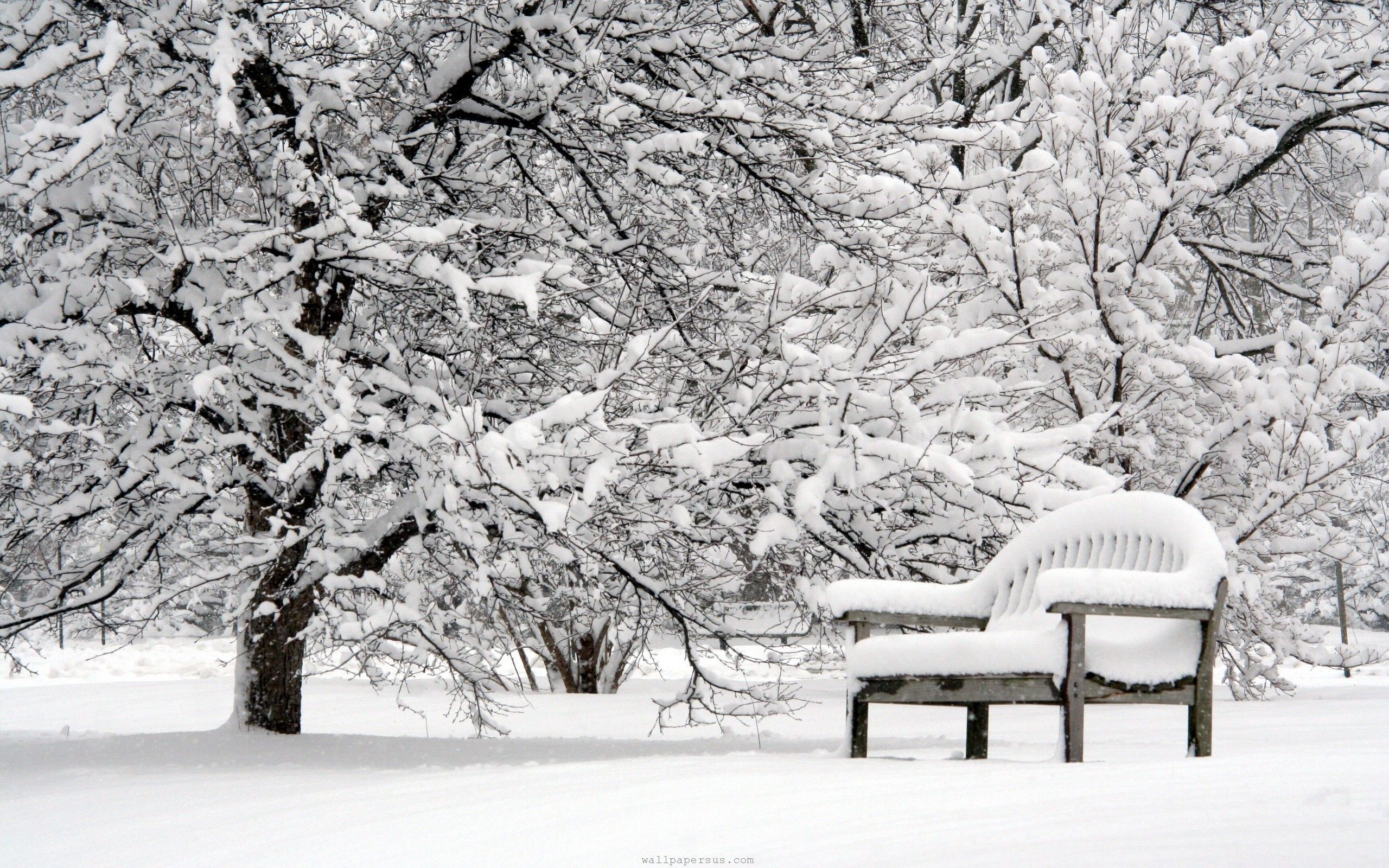 Panchina innevata sotto alberi, 2560x1600 2K+, PC