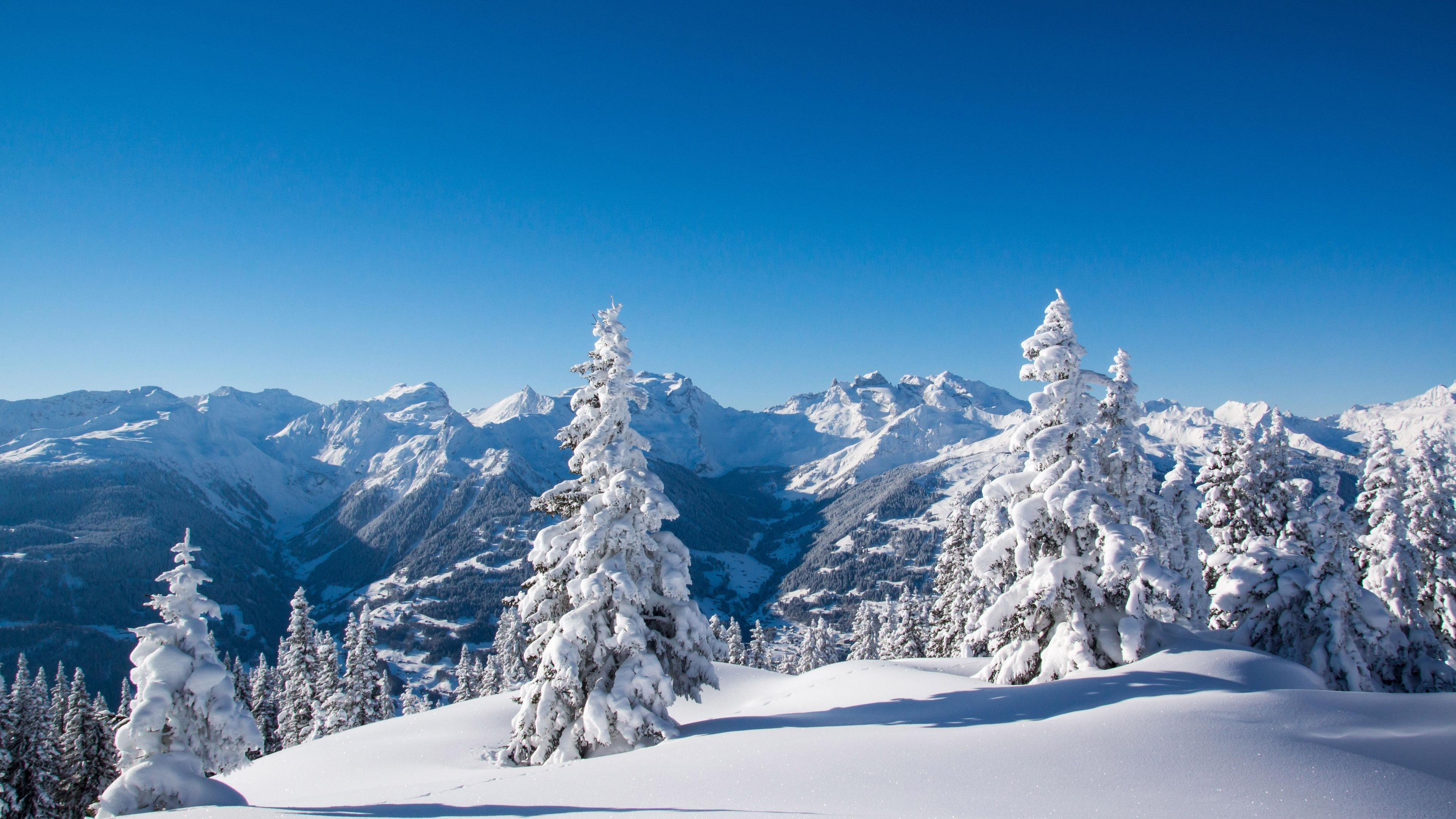 Montagne innevate con abeti, 3840x2160 4K, Desktop 4K