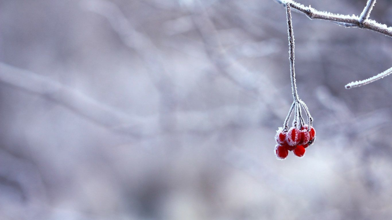 Bacche rosse gelate su ramo, 1366x768 HD, Desktop