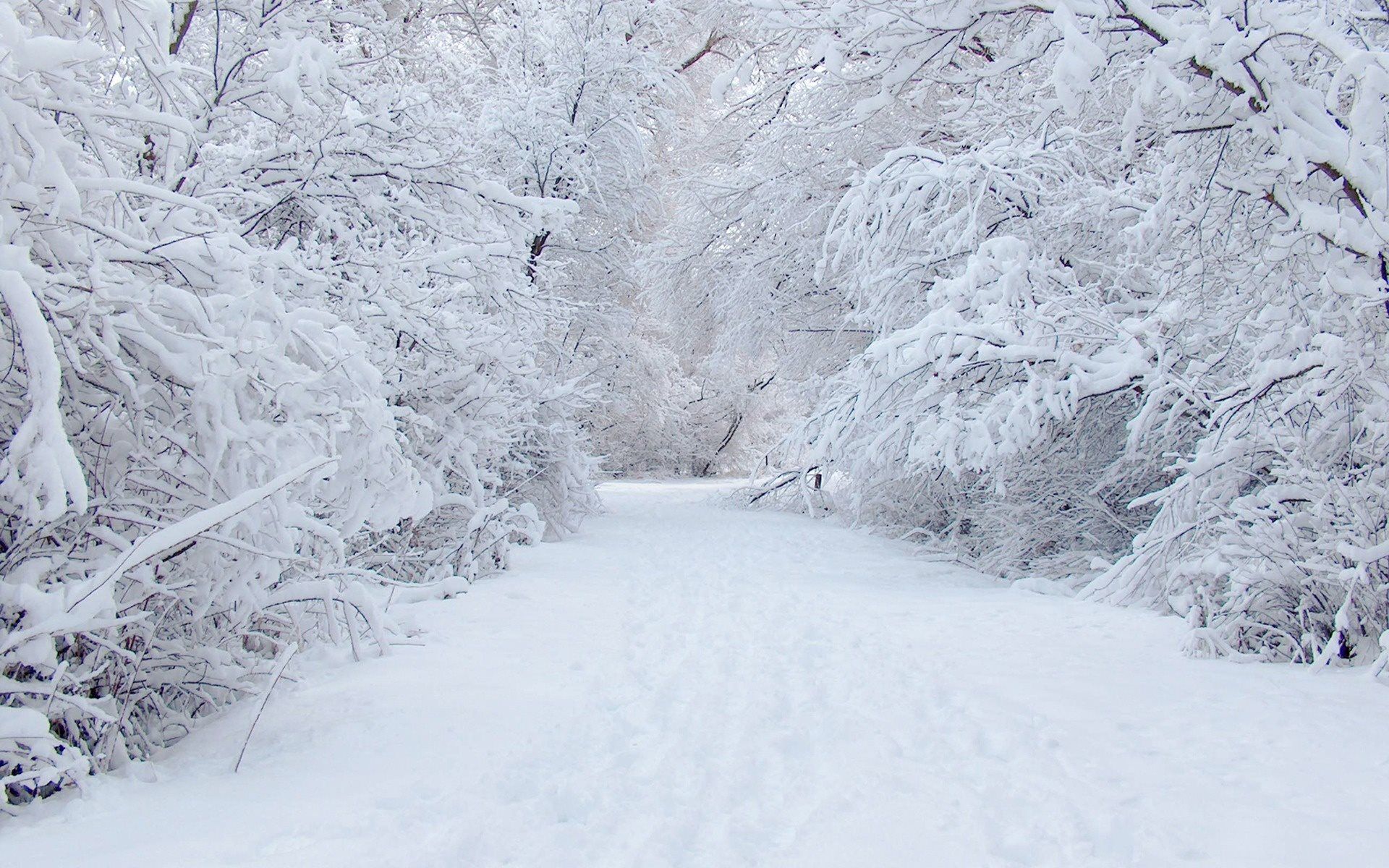 Sentiero innevato tra alberi, 1920x1200 WUXGA, Desktop