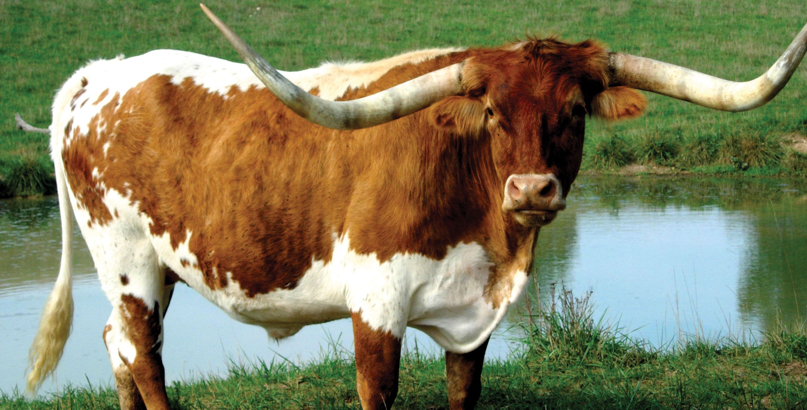 Stadio football Texas Longhorns, 2048x1536 Hi-Res, PC Desktop