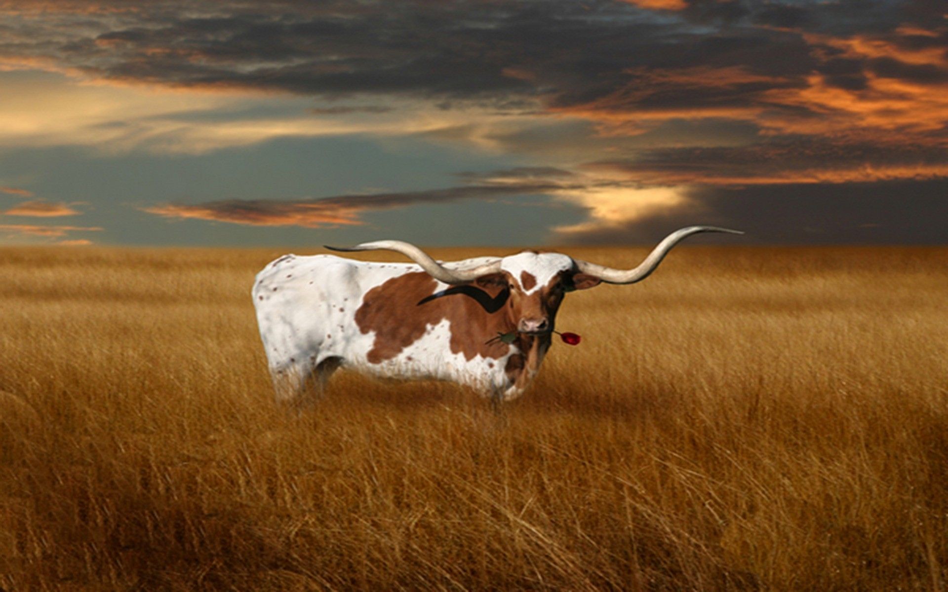 Longhorn in campo al tramonto, 1920x1200 Full HD+ WUXGA, Desktop