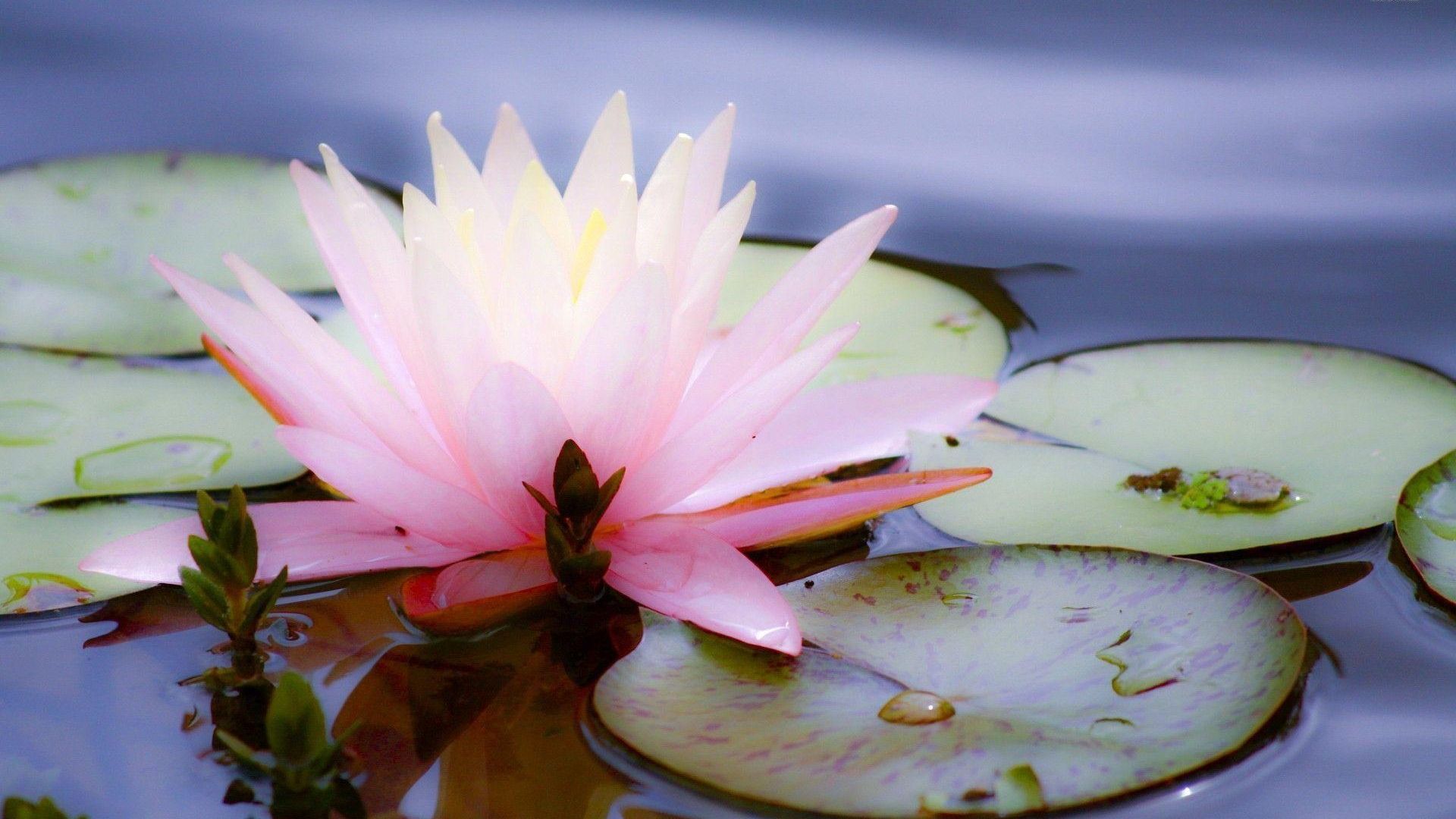 Ninfea rosa su stagno, 1920x1080 1080p, PC