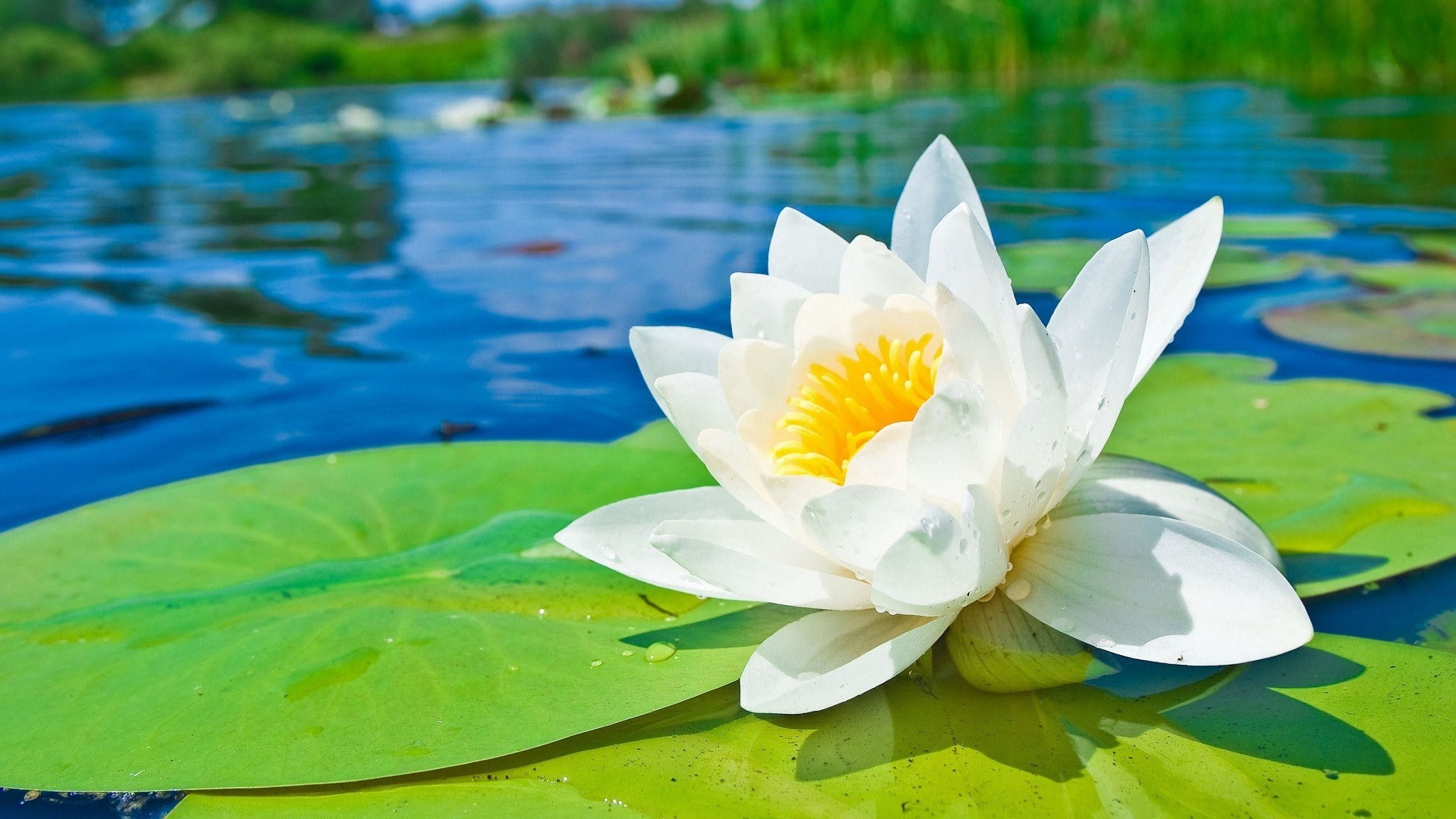 Ninfea bianca sull'acqua, 2560x1440 QHD, Laptop