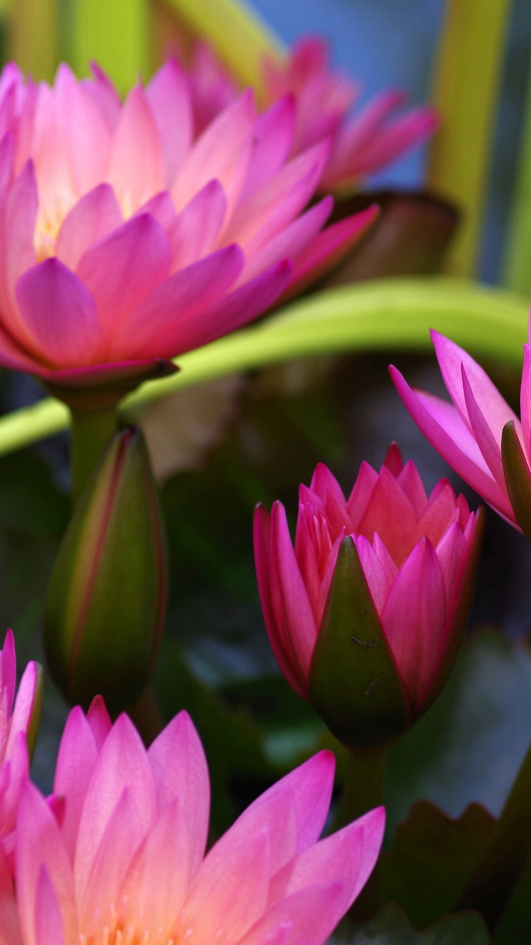 Ninfee rosa fucsia acquatiche, 1080x1920 Verticale, Telefono
