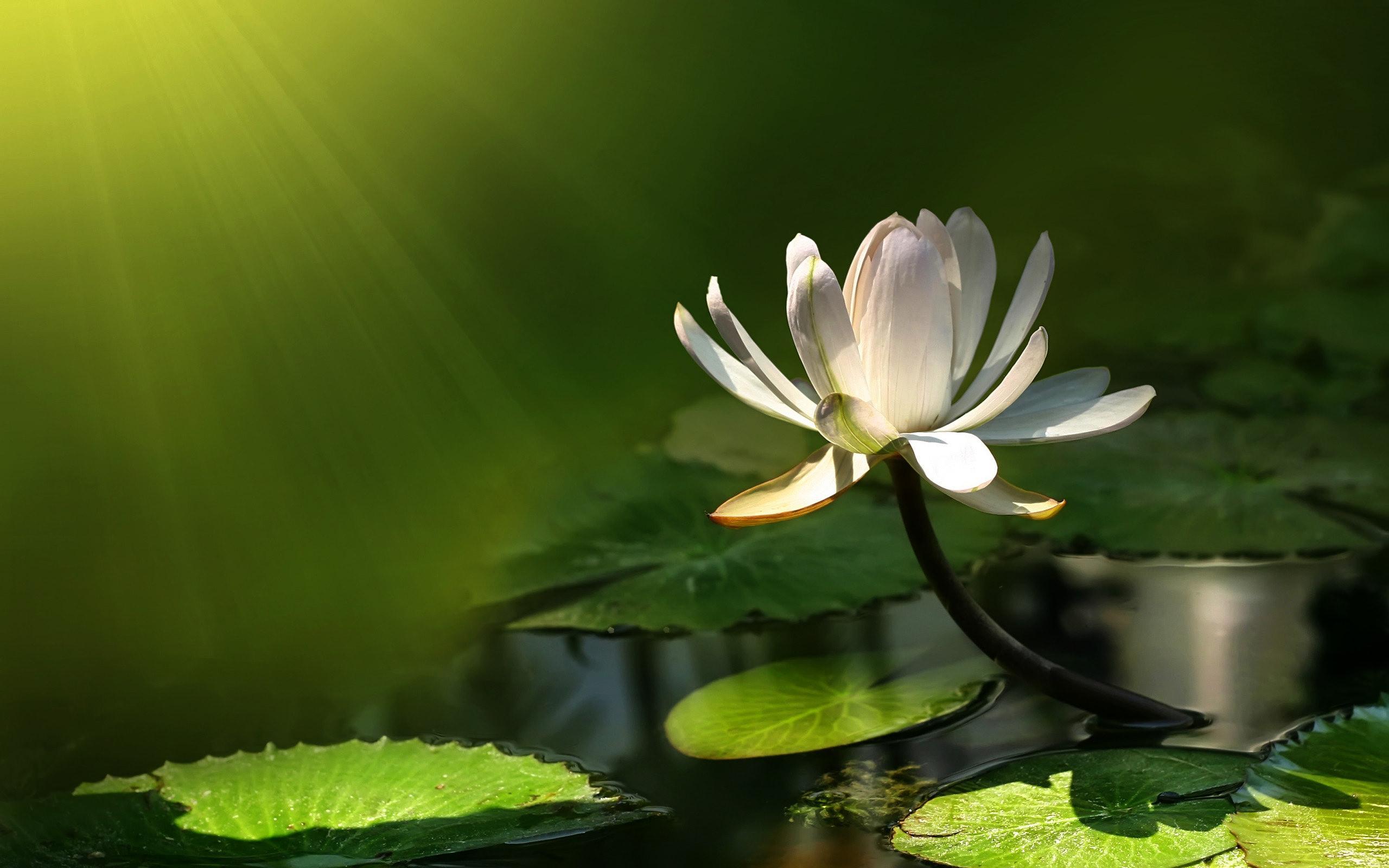 Ninfea bianca su stagno verde, 2560x1600 2K+, Desktop