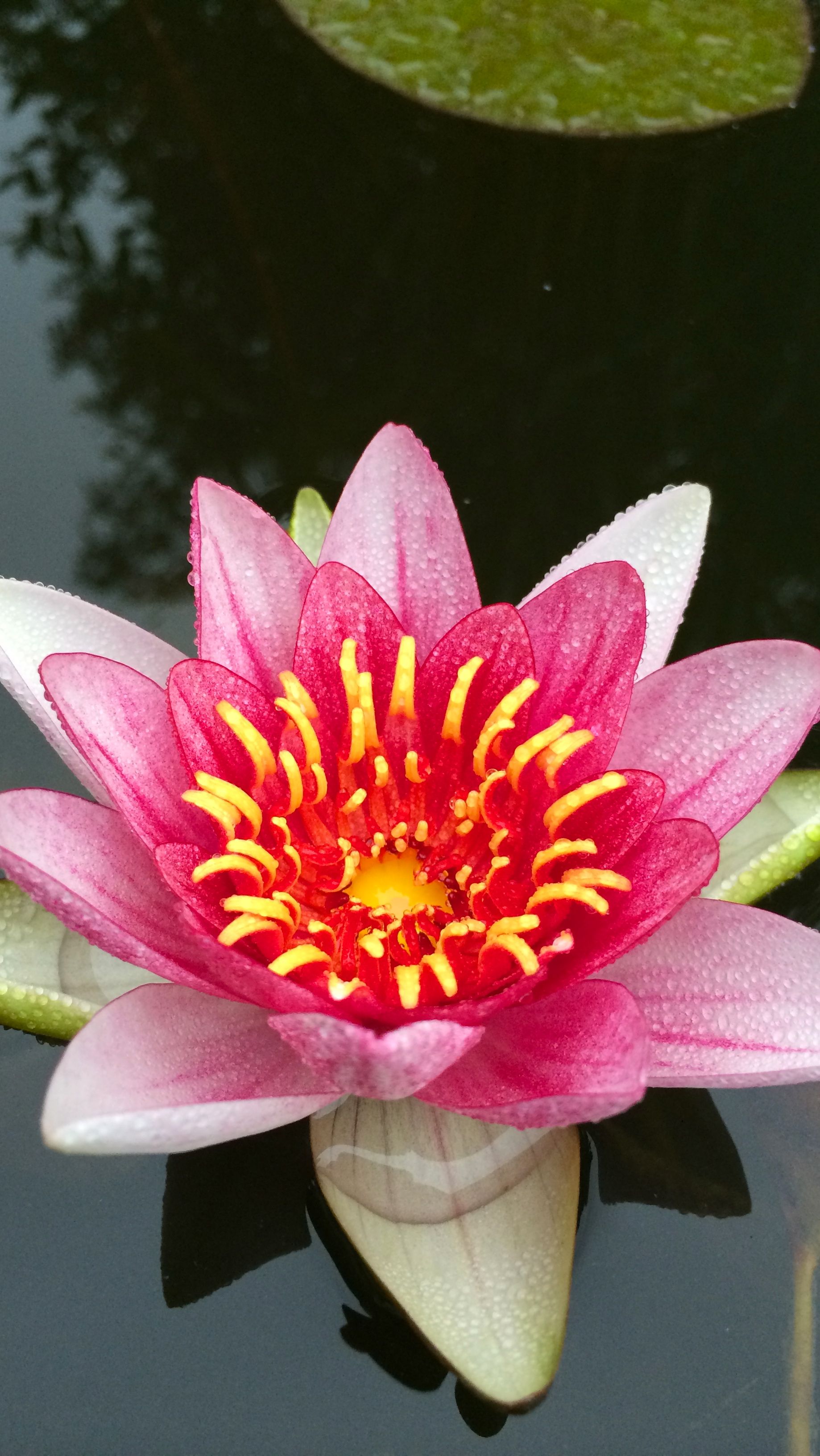 Ninfea rosa su acqua scura, 1838x3264 Full HD Verticale, iPhone