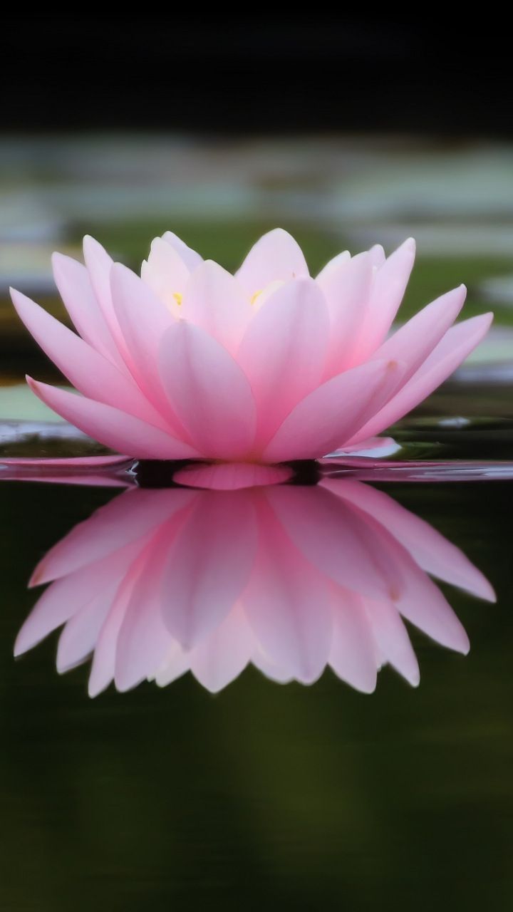 Ninfea rosa con riflesso nell'acqua, 720x1280 Verticale, Mobile