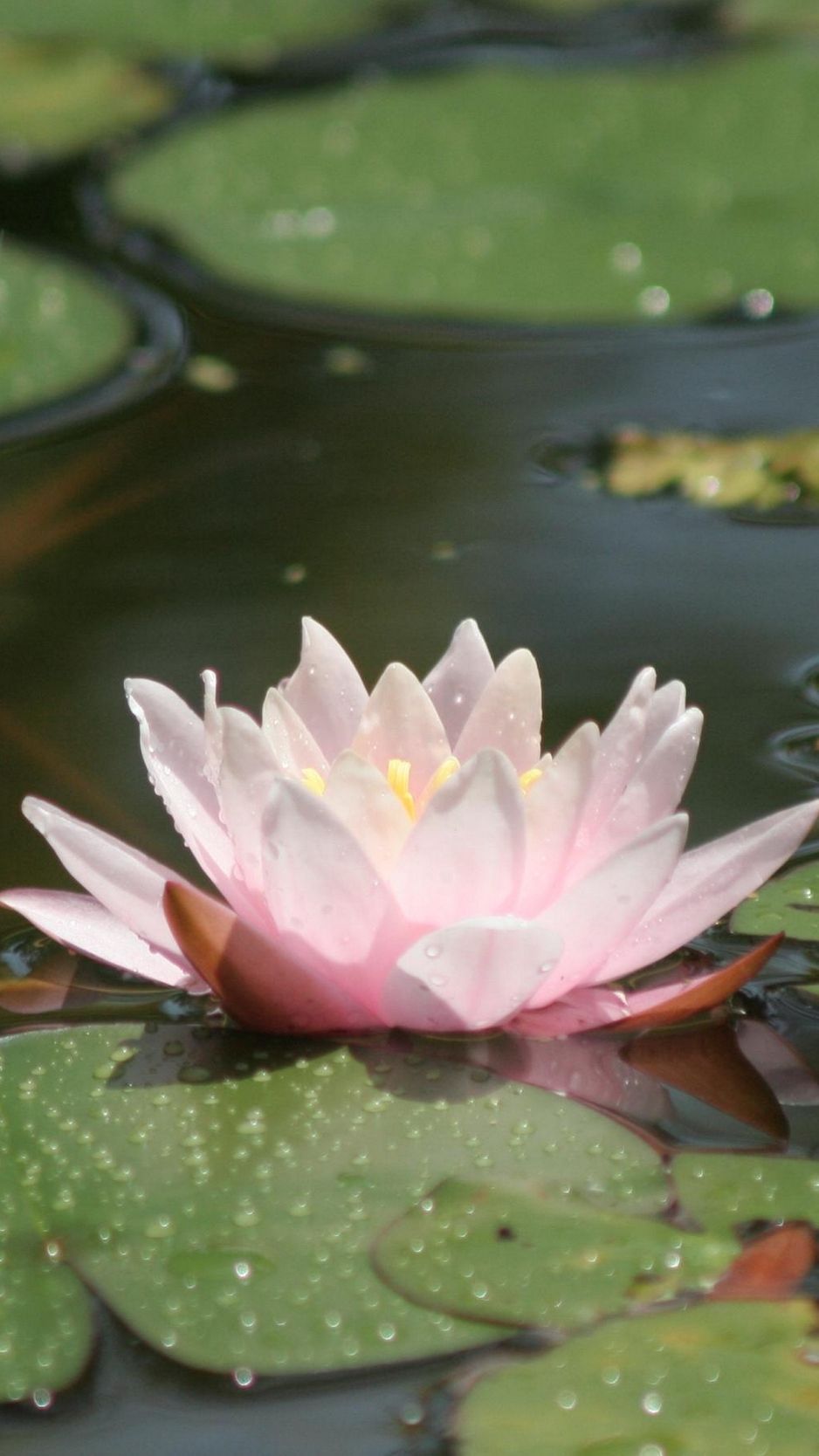 Ninfea rosa su acqua, 938x1668 Full HD Verticale, Smartphone