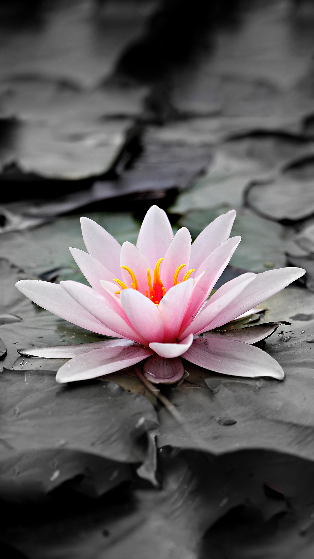 Ninfea rosa su acqua nera, 1080x1920 Full HD Verticale, Smartphone
