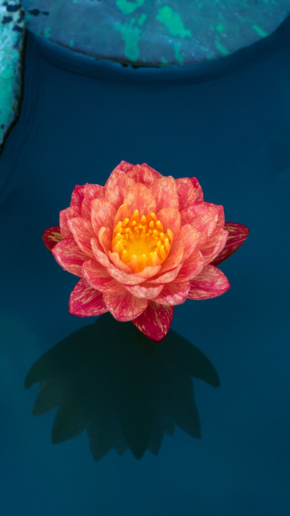 Ninfea rosa su acqua blu, 938x1668 Verticale, Telefono
