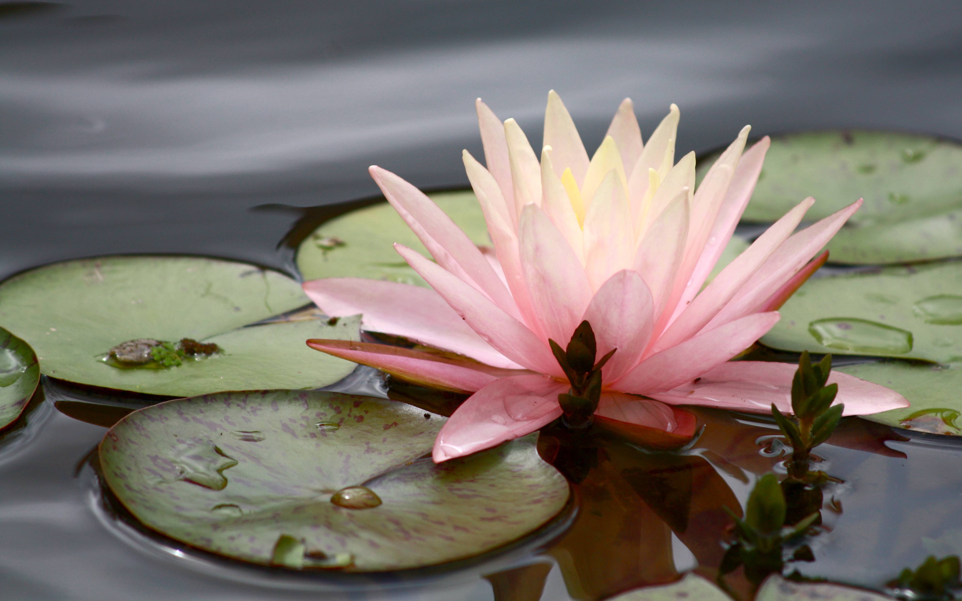 Ninfea rosa su acqua, 3970x2482 4K, Smart TV 4K