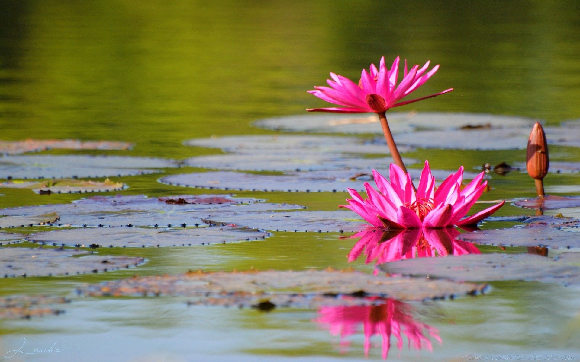 Ninfee rosa su acqua, 1920x1200 Full HD+, Desktop