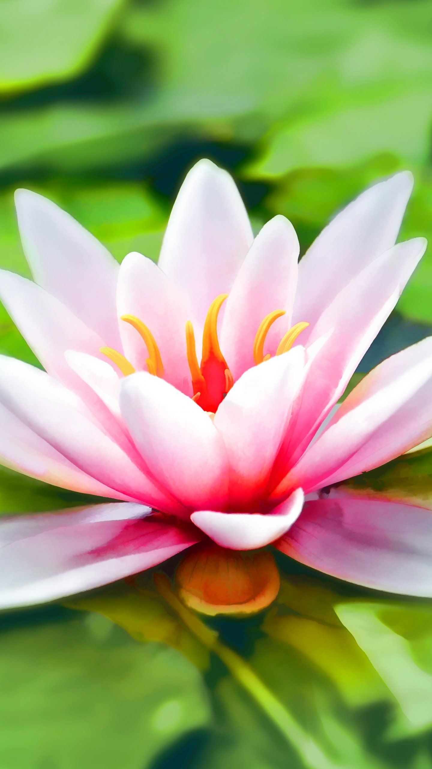 Ninfea rosa su acqua verde, 1440x2560 Full HD Verticale, Samsung Galaxy