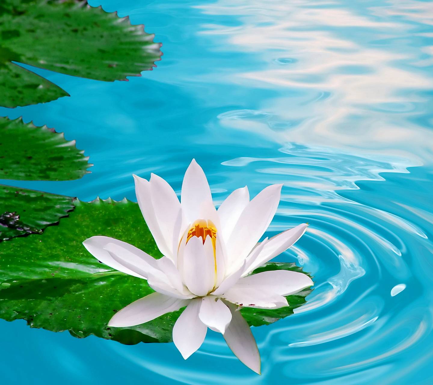 Ninfea bianca su acqua blu, 1440x1280 HD, Desktop