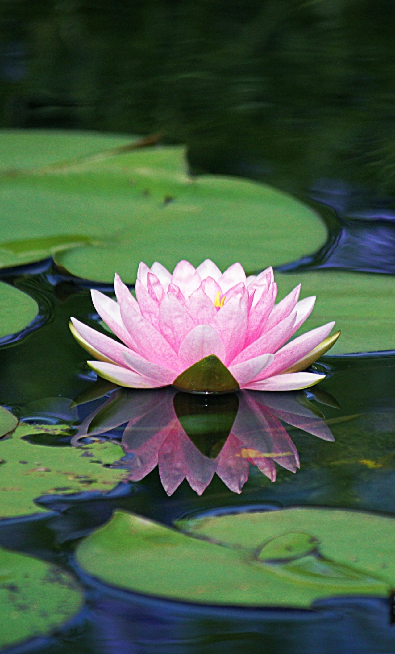 Ninfea rosa su acqua, 1280x2120 Verticale, Mobile