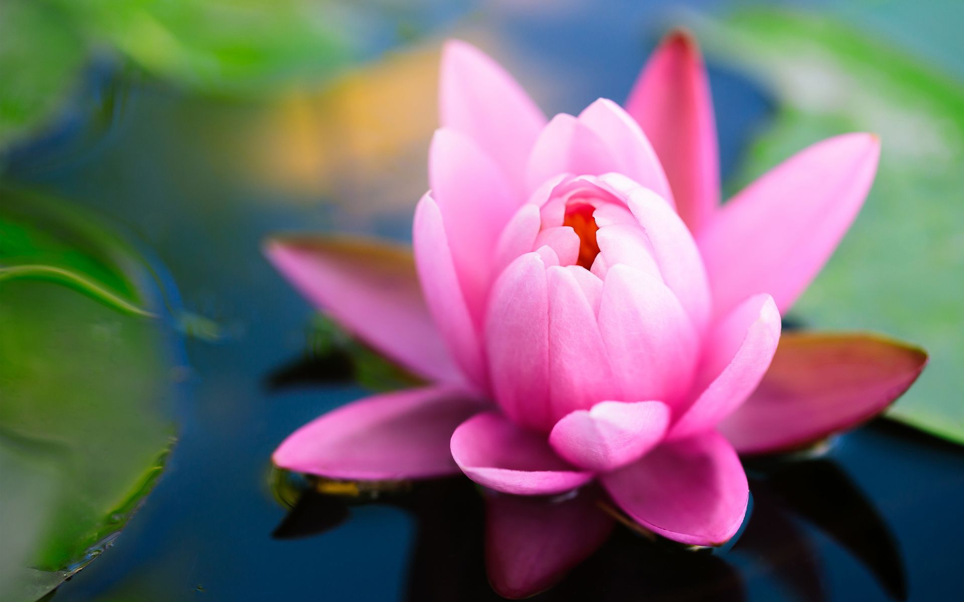 Ninfea rosa su acqua, 1920x1200 WUXGA, PC
