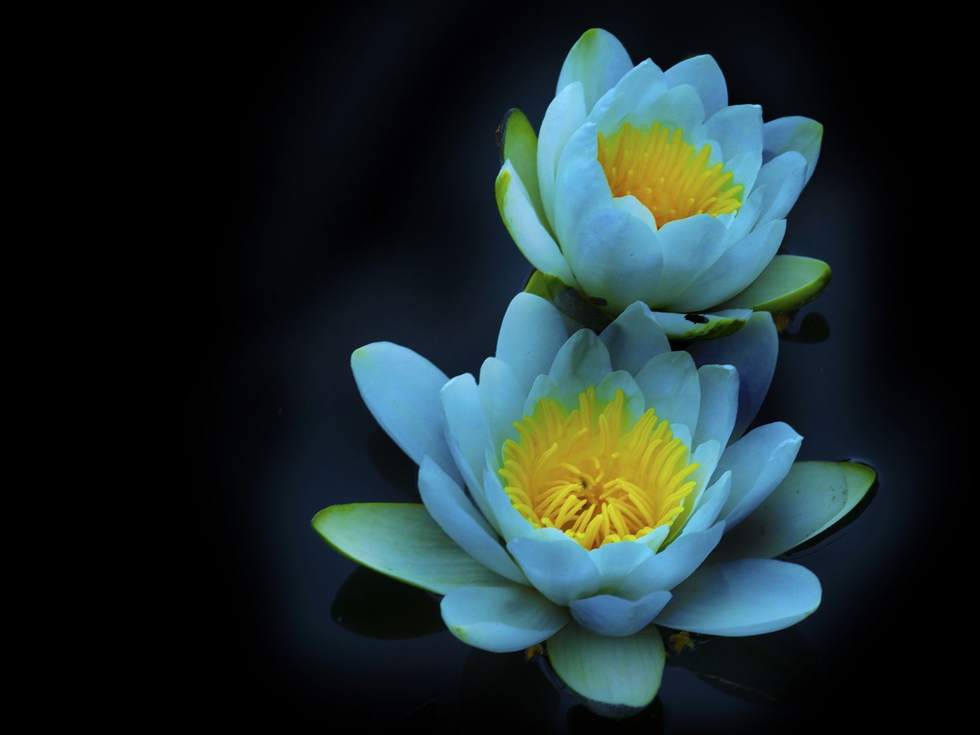 Ninfee bianche su sfondo nero, 1920x1440 Full HD+ WUXGA, PC