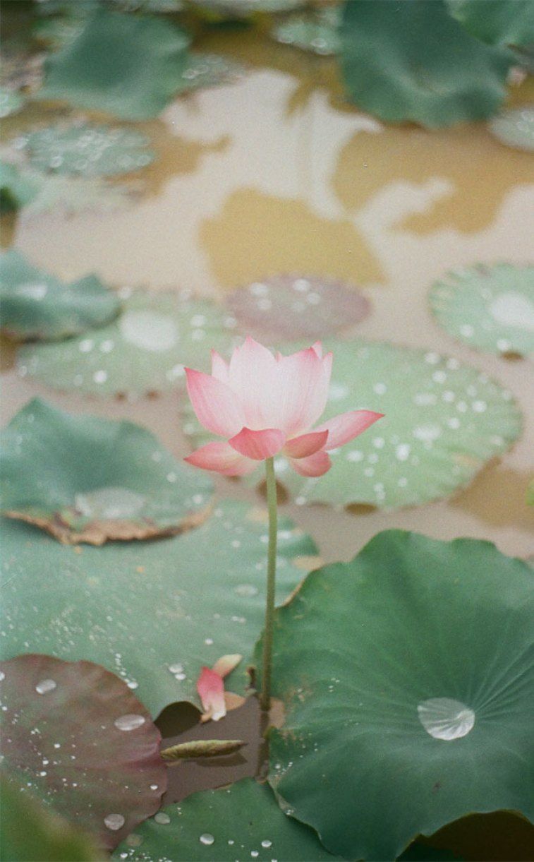 Fiore di loto rosa pallido, 757x1221 Full HD Verticale, Realme