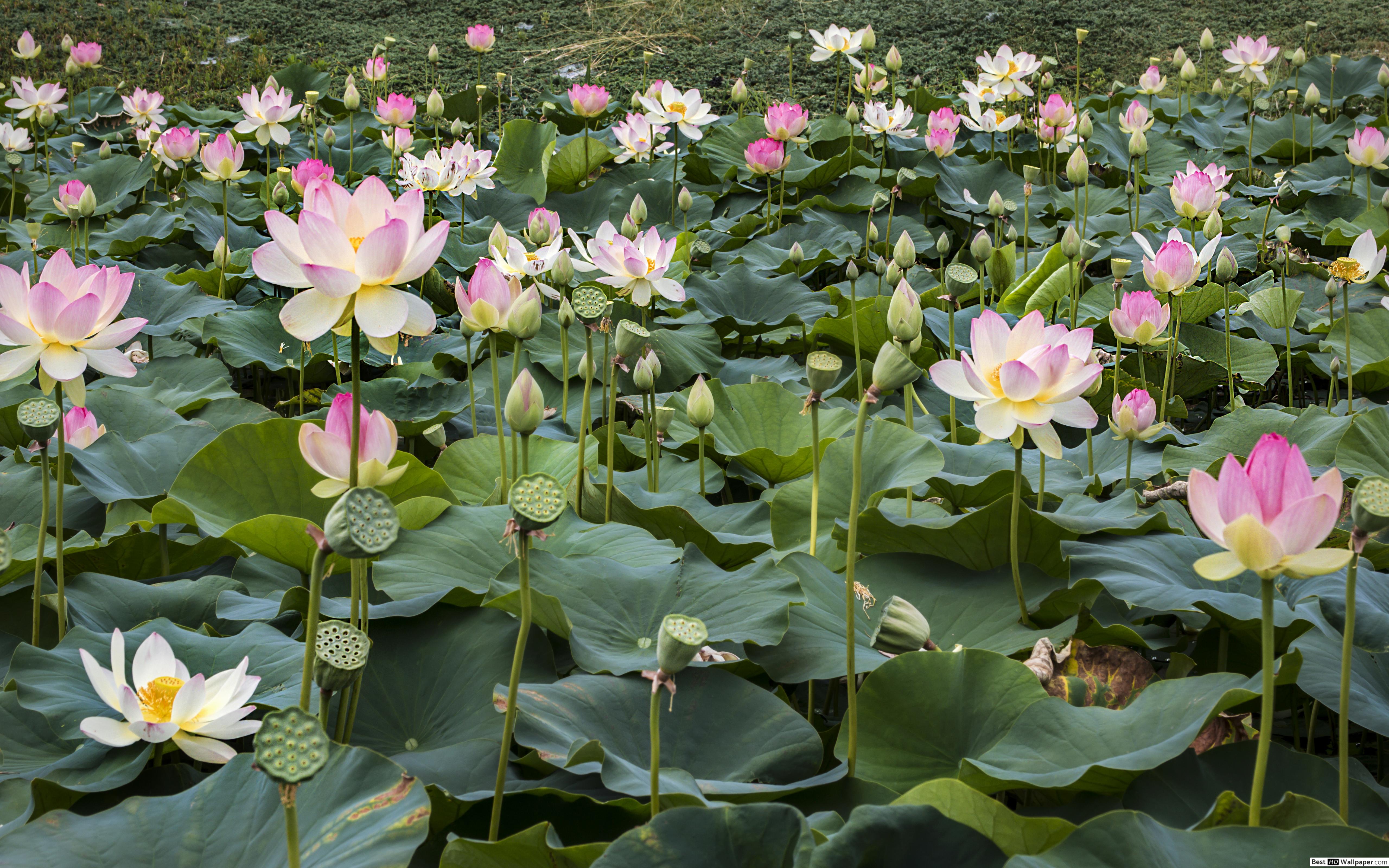 Fiori di loto rosa e bianchi, 5120x3200 UHD, PC 4K