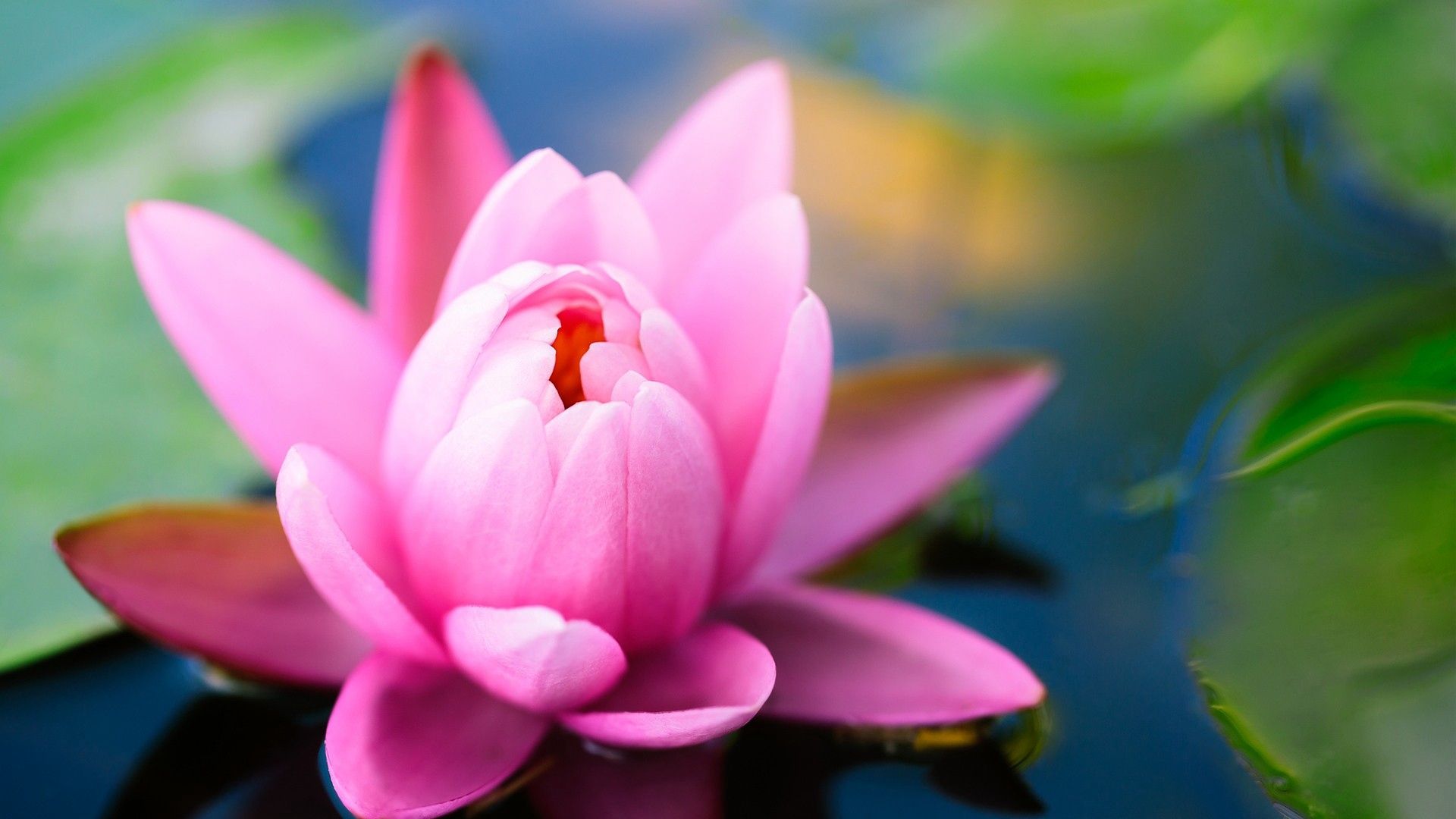 Ninfea rosa in fiore, 1920x1080 Full HD, Desktop