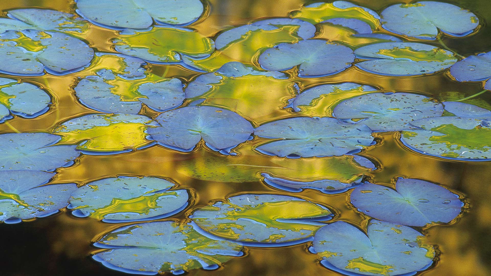 Foglie di ninfea sull'acqua, 1920x1080 Full HD, PC
