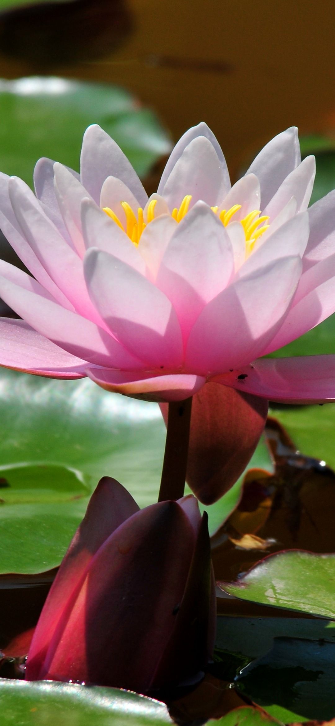 Ninfea rosa su foglie verdi, 1080x2340 Verticale, Mobile