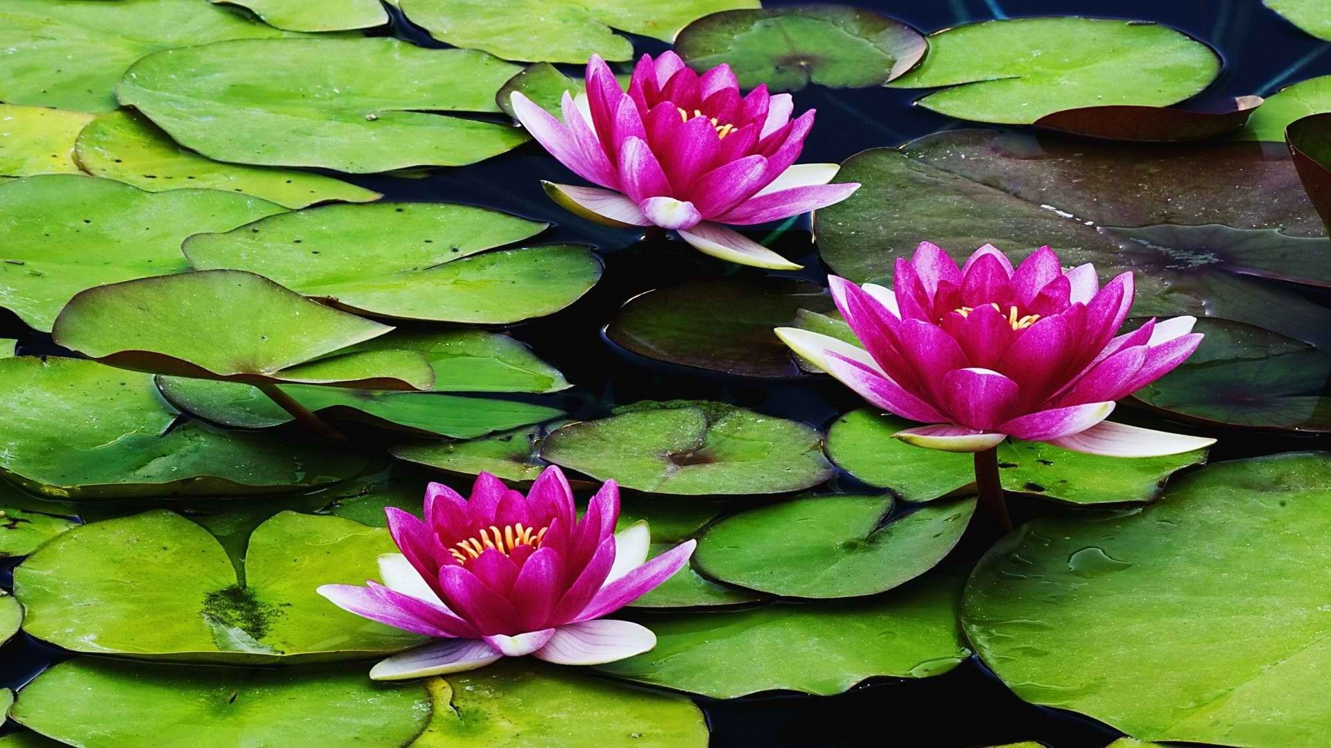 Ninfee rosa su stagno, 1920x1080 Full HD 1080p, Laptop