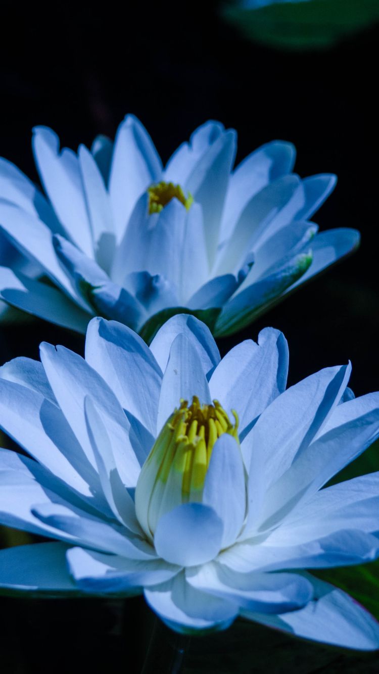 Ninfee blu su sfondo nero, 750x1334 Full HD Verticale, iPhone